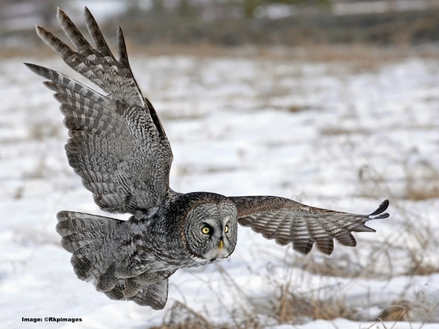A Great Gray Owl hunting over the snowy landscape
