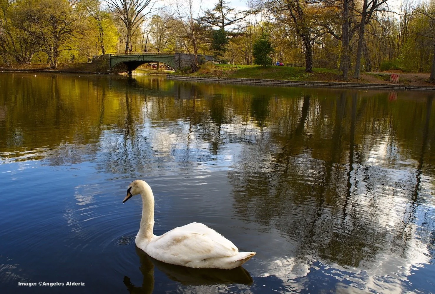 Swan in Prospect park lake in Prospect Park Brooklyn