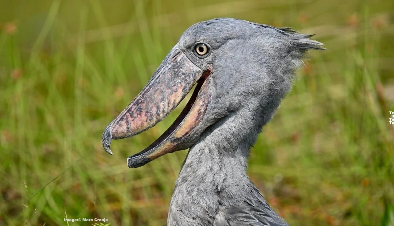 Shoebill looks out from the reeds at Mabamba Swamp, Uganda