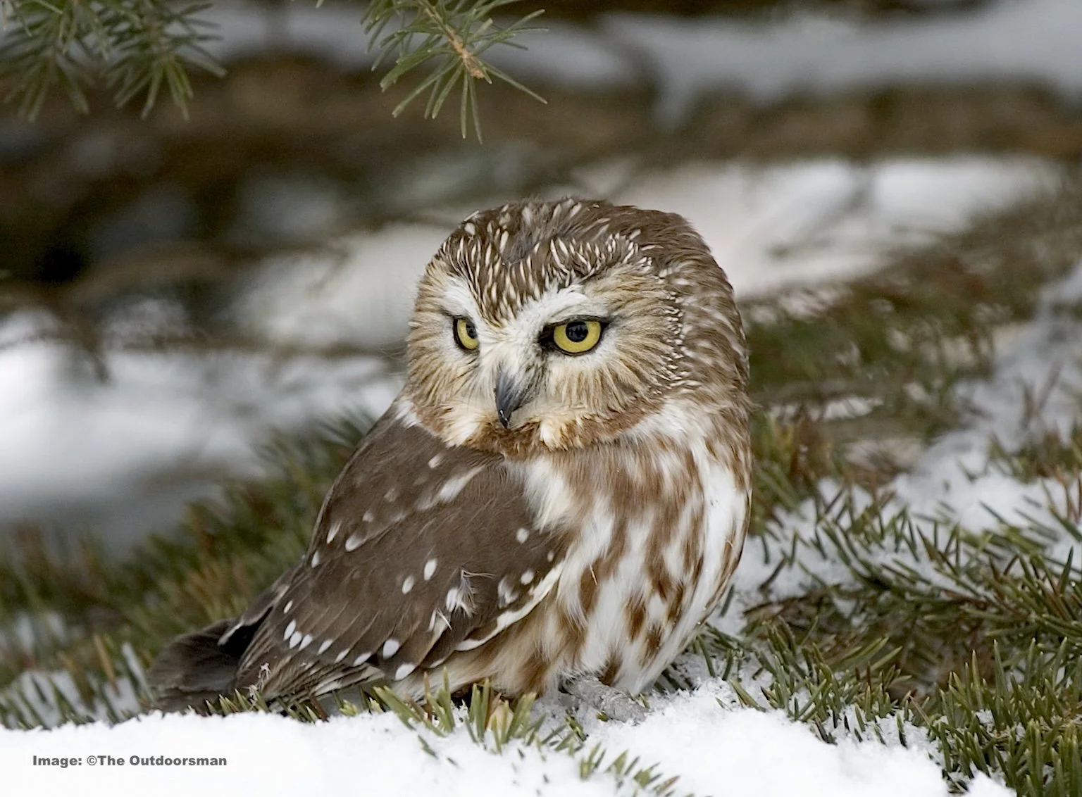 See a Northern Saw Whet owl in Minnesota in Winter