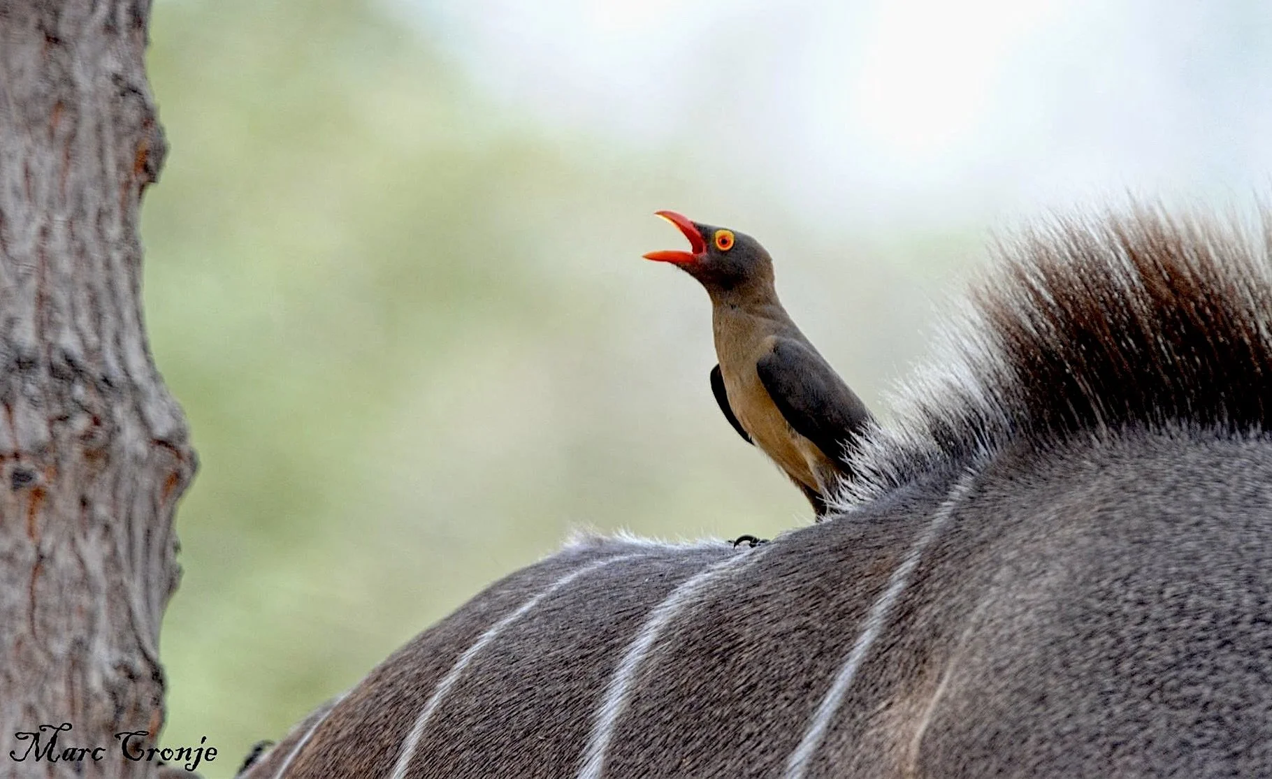 Red-billed oxpecker