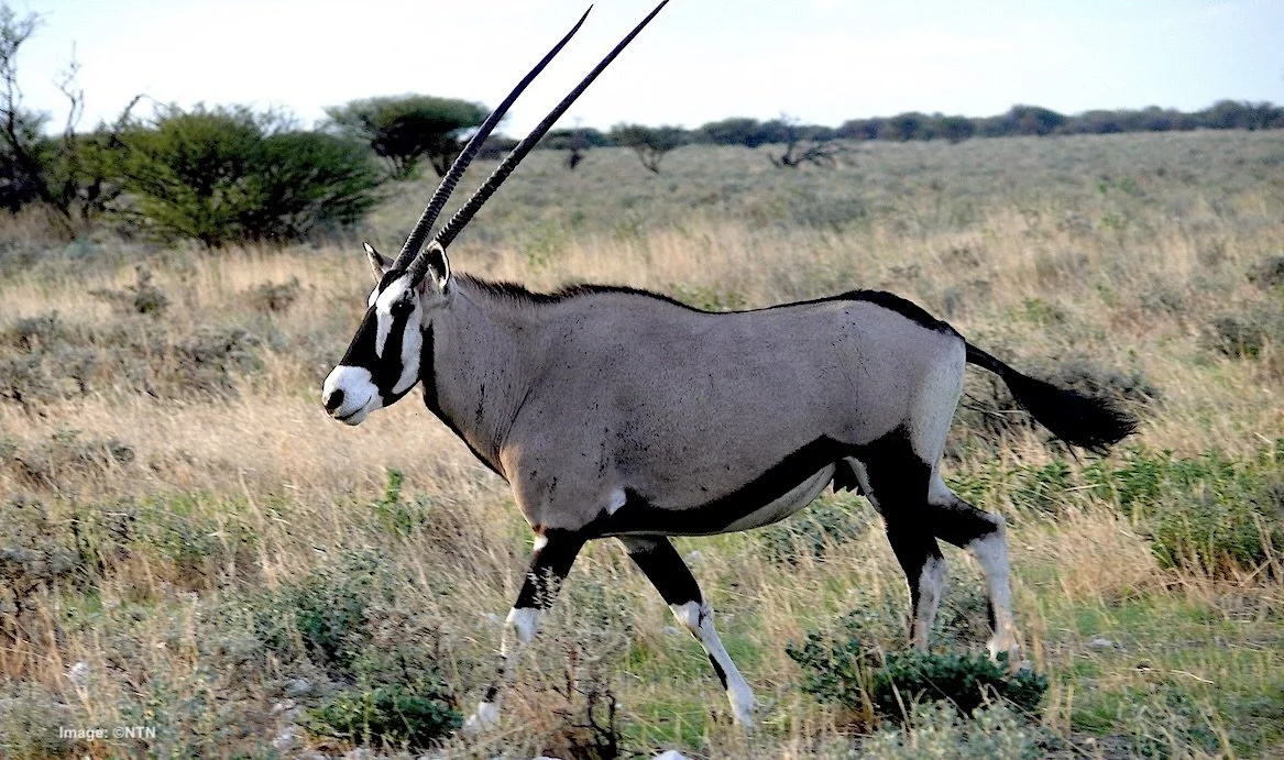 Namibia's national animal, gembok or orex