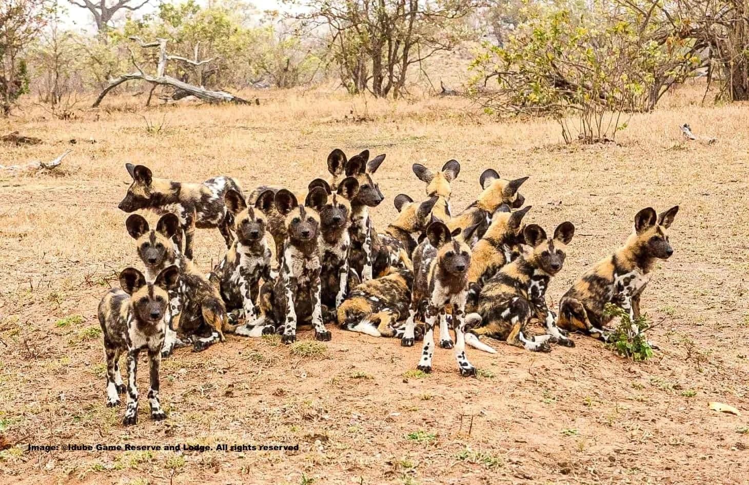 A pack of African Painted dogs assembles for their portrait