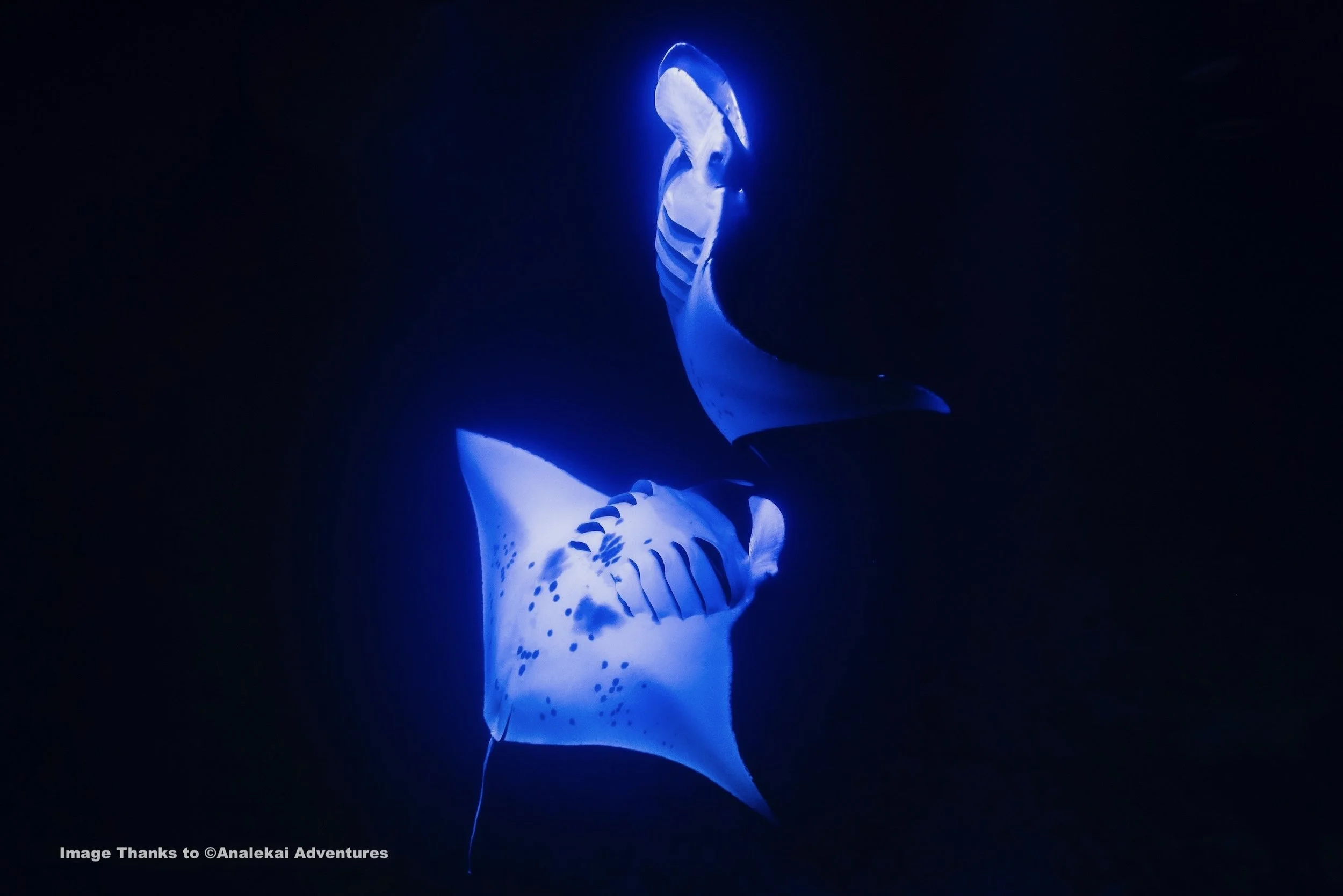 Manta Rays attracted to the light in Hawaii