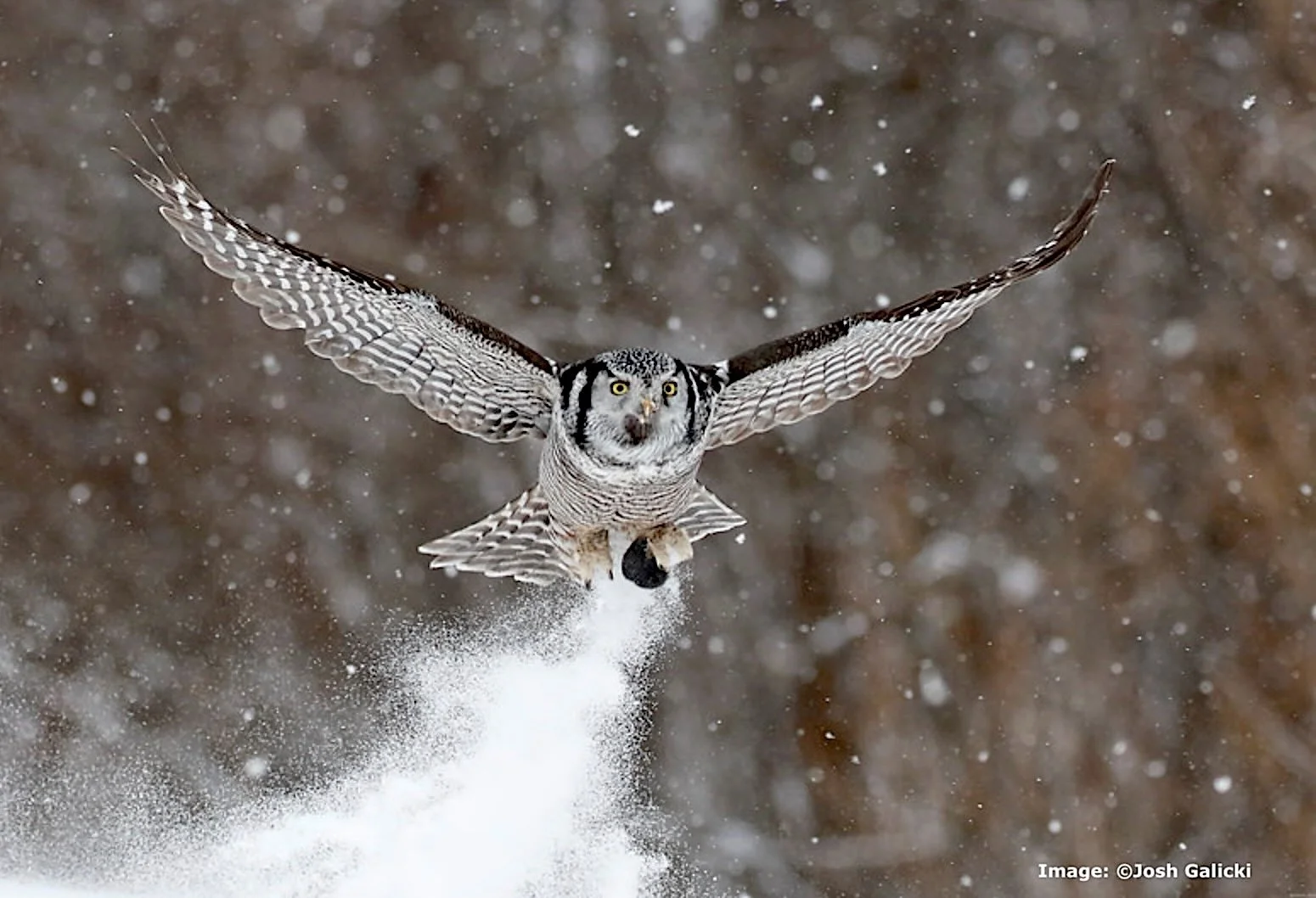 A Northern Hawk owl comes in for its prey in the Saz-Zim Bog