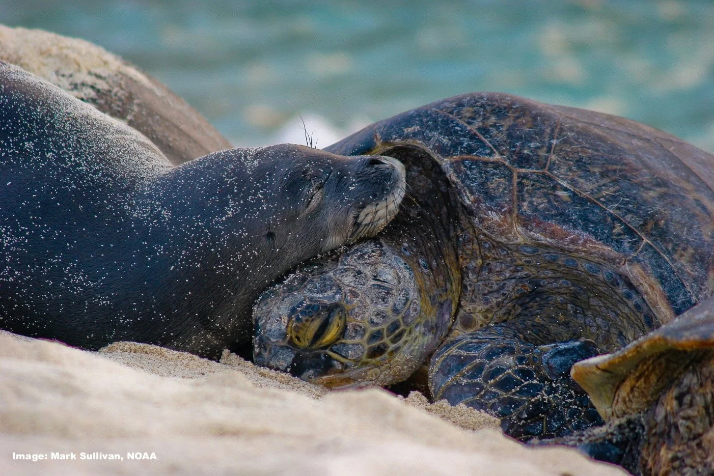 Green sea turtle and monk seal resting together on a Hawaiian beach