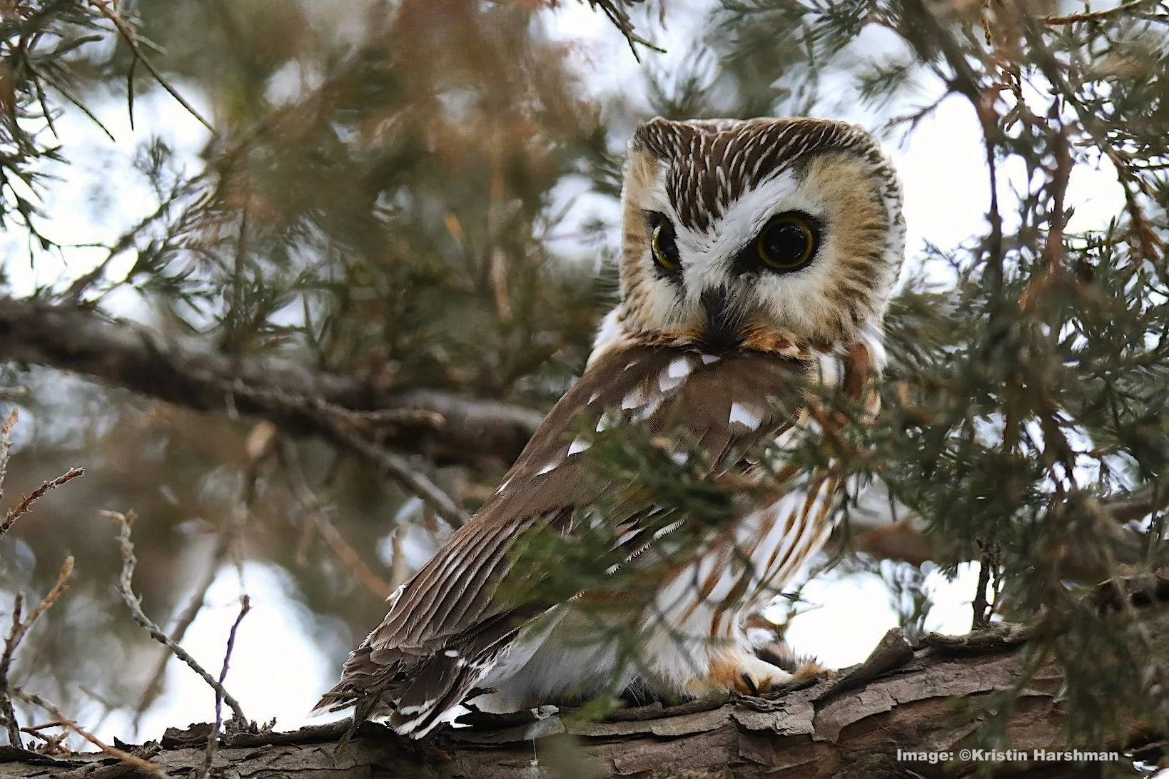 Saw-whet owl looks for prey in the Sax Zim Bog