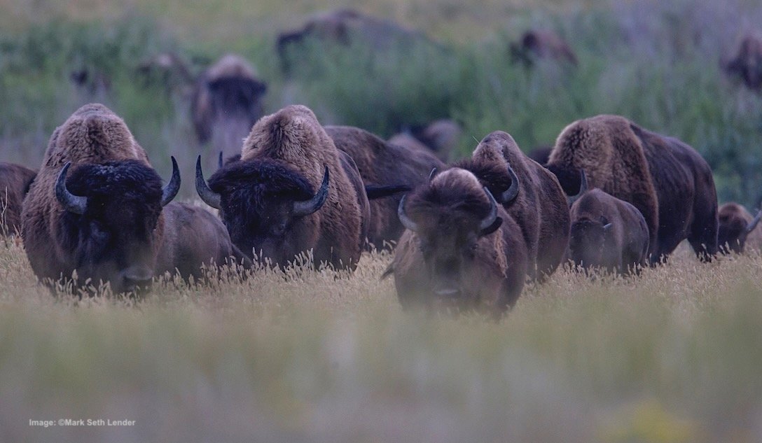 9 Reasons You Will Love the Grasslands National Park — Destination:  Wildlife™