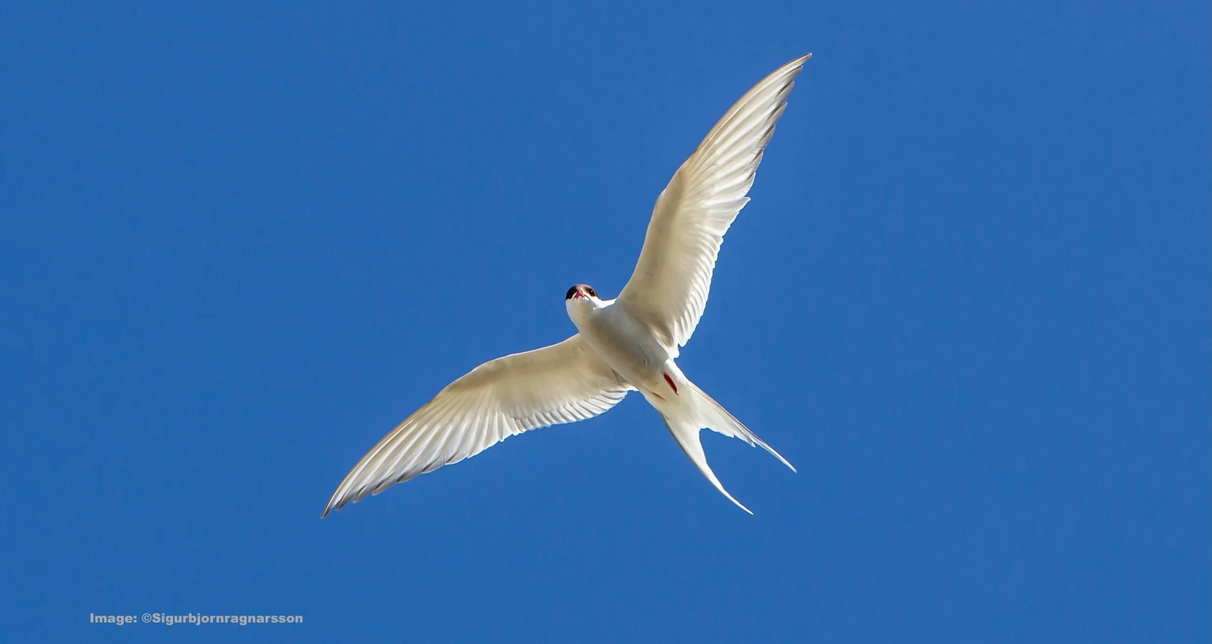 Arctic tern in flight