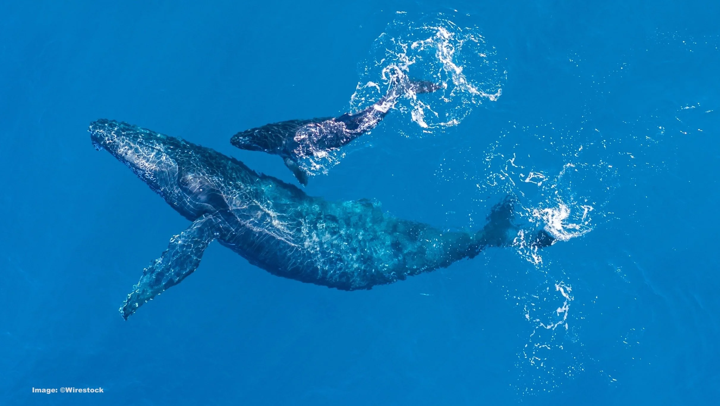 A humpback whale and her calf in the water off the Hawaiian