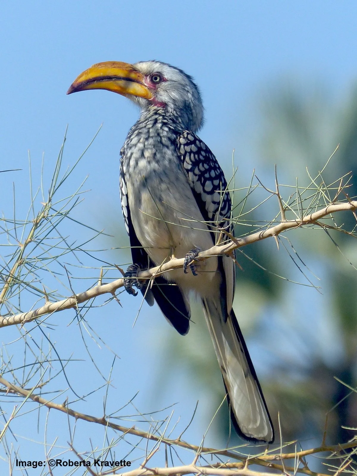 Southern yellow-billed hornbill in Etosha National park