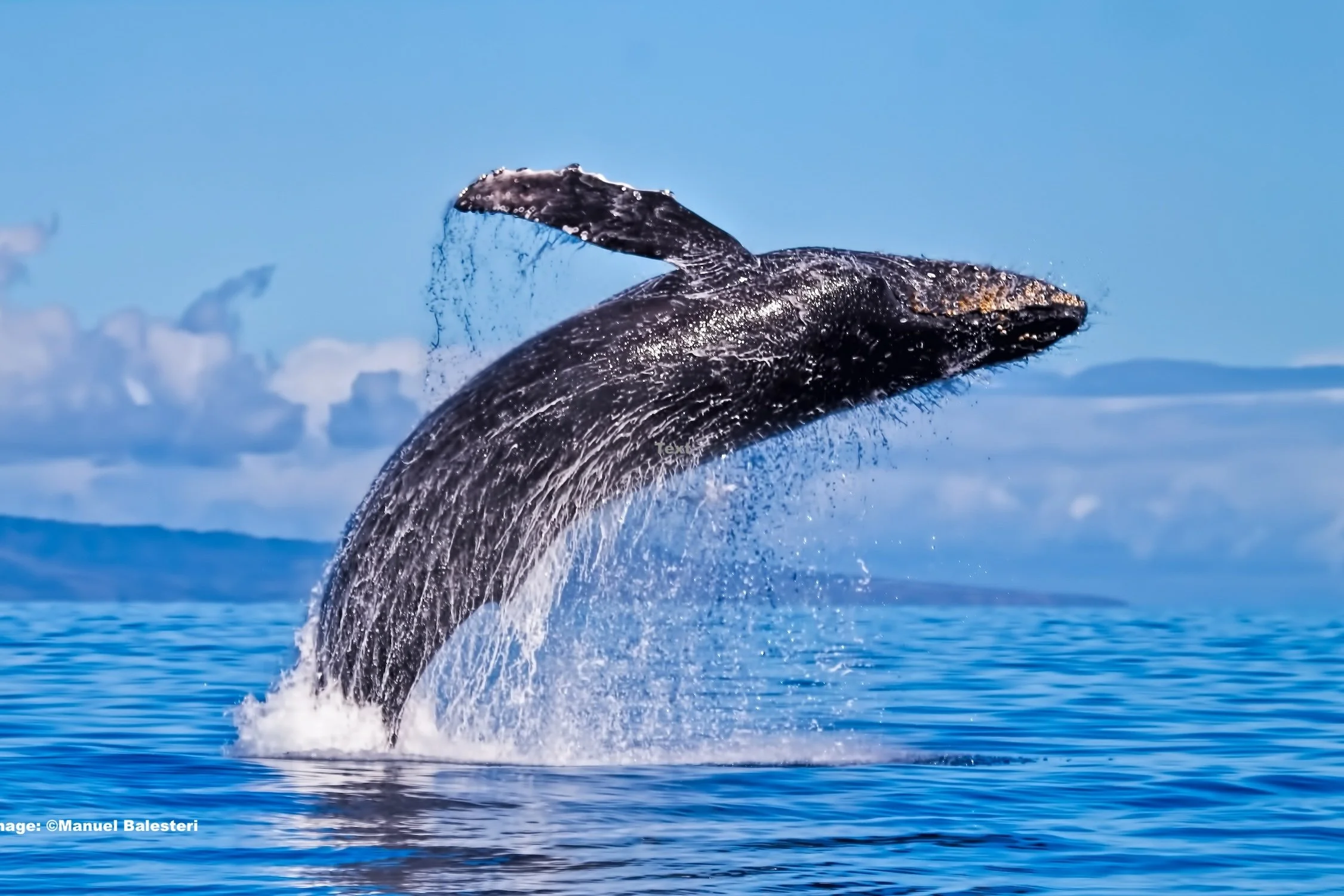 Humpack whale breaching in the waters off Hawai'i