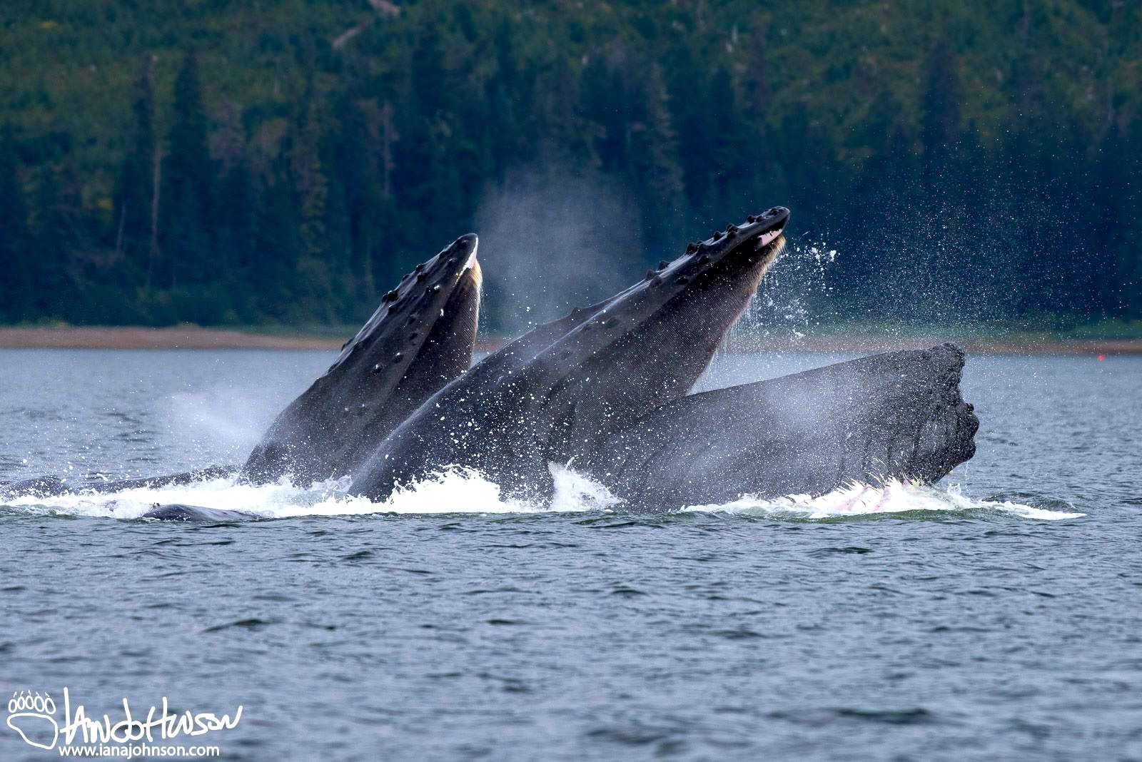 Humpback whales feeding on Prince of Wales Island