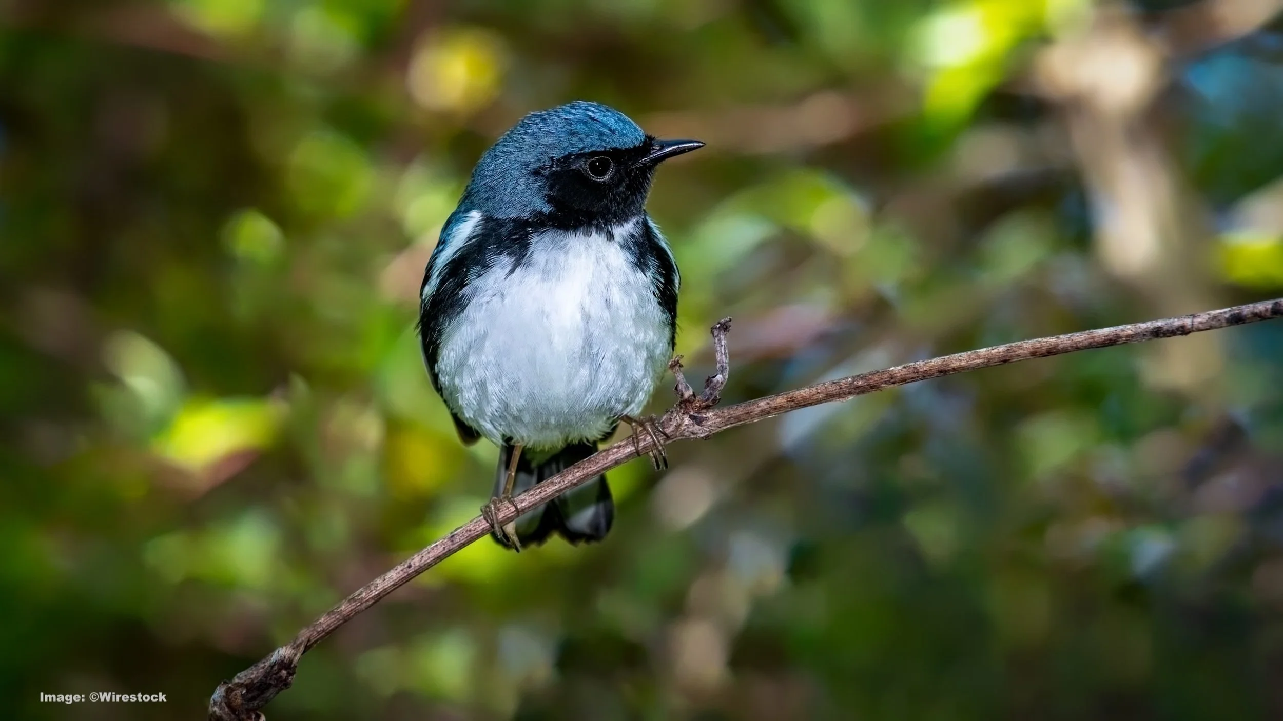 The Black-throated blue warbler