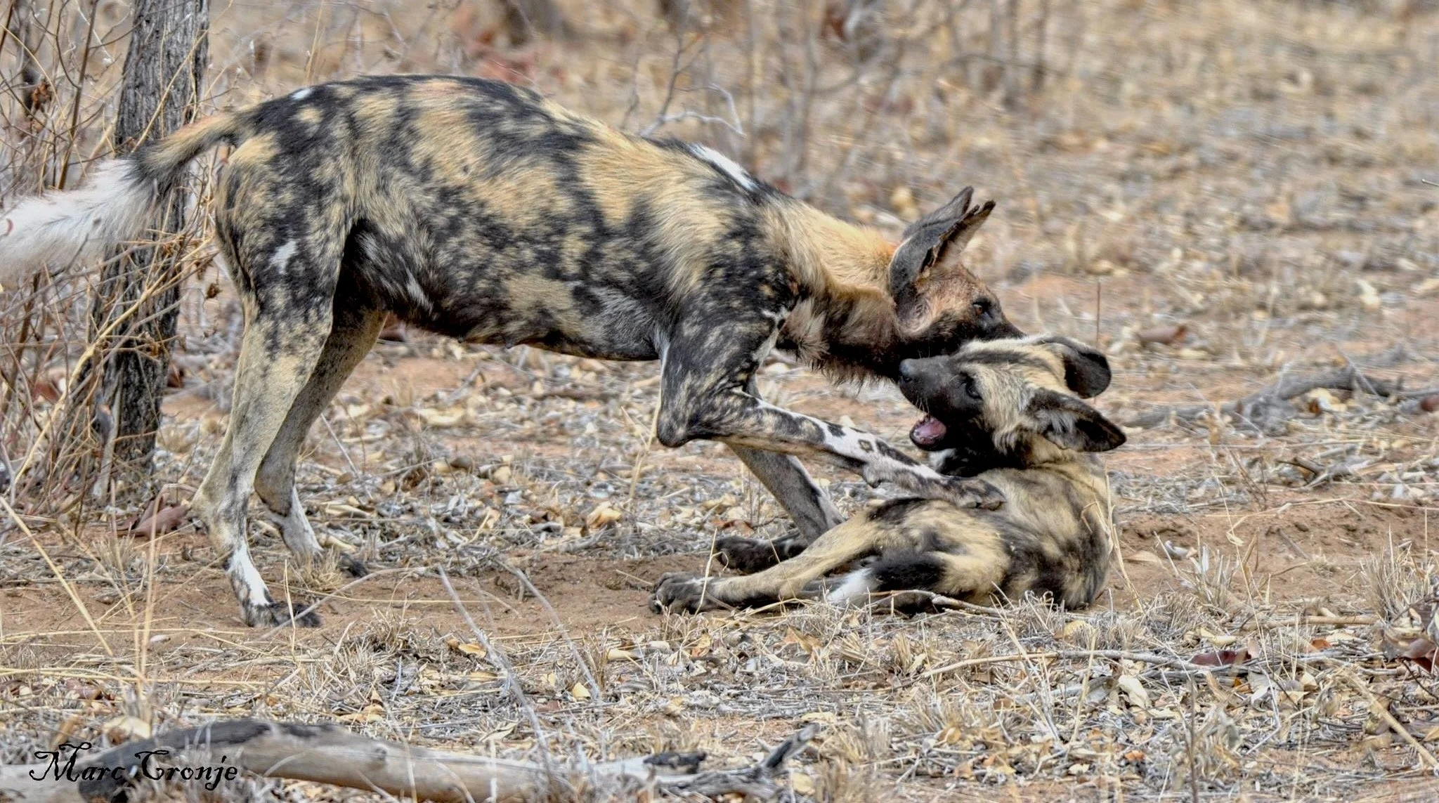 African Painted Dog playing with puppy
