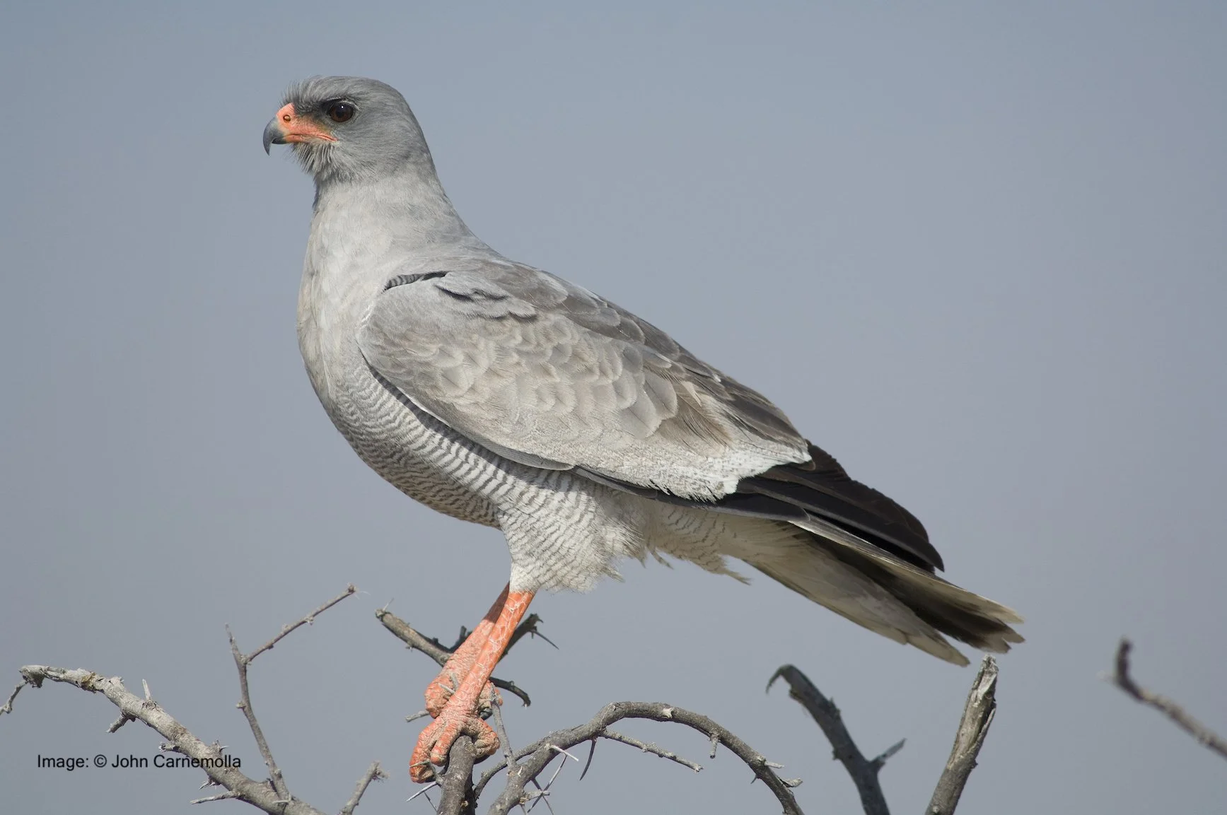 Pale Chanting Goshawk