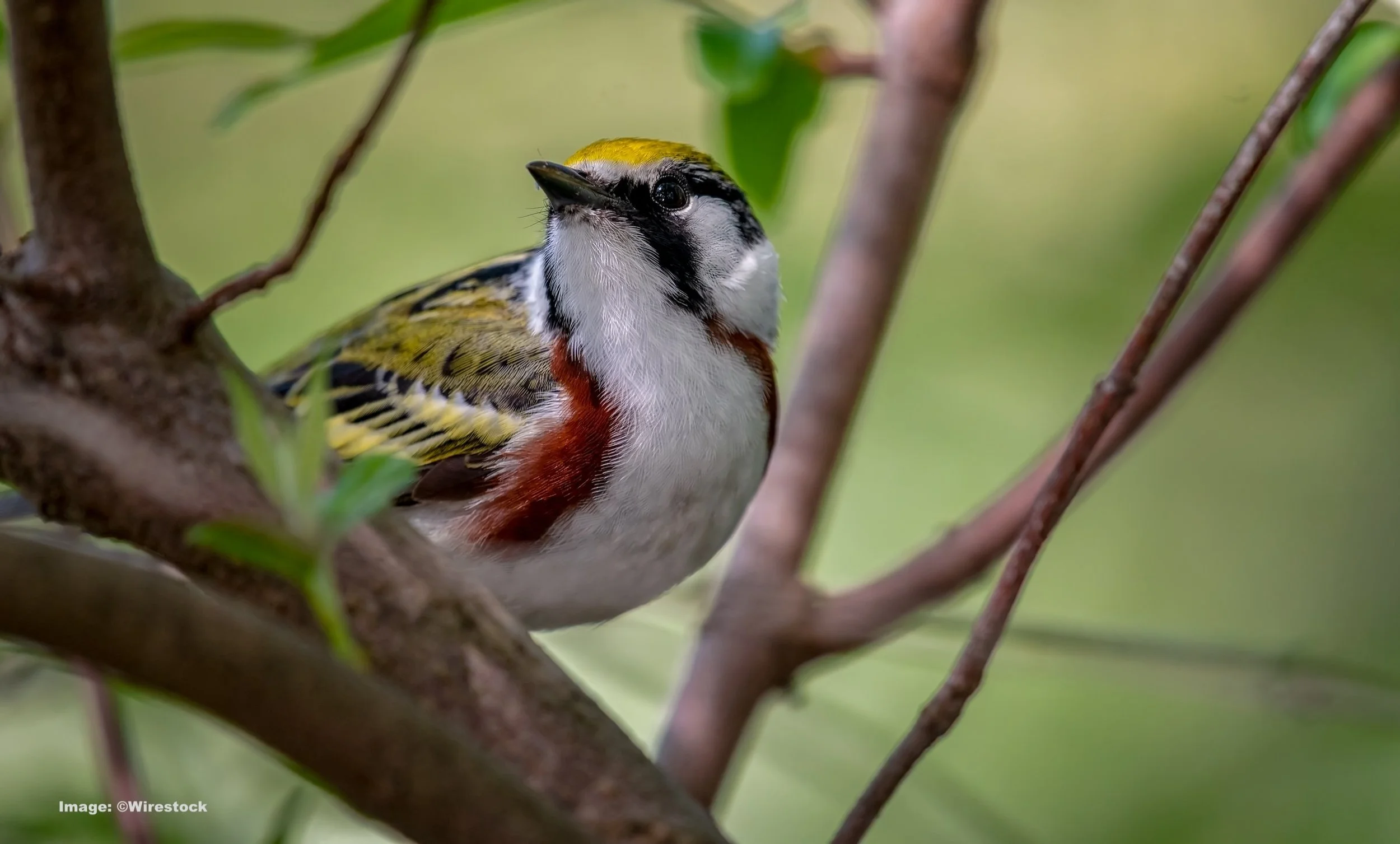 The Chestnut-sided warbler is a springtime visitor to New York