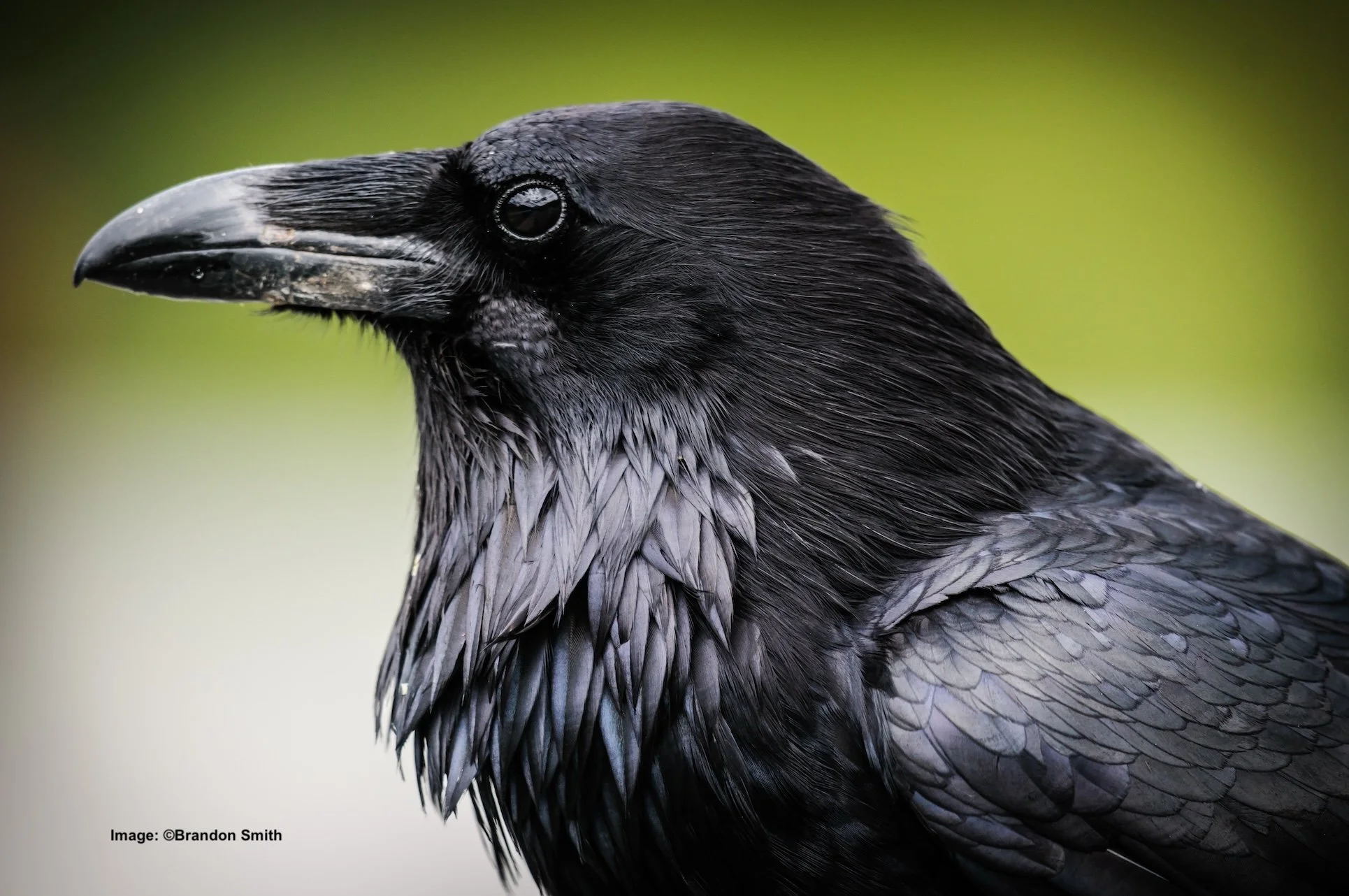 Close-up portrait of the Common raven
