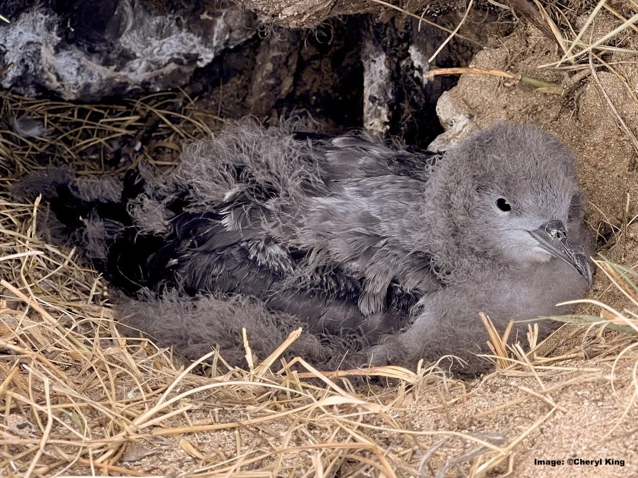 Shearwater chick in nest on Maui