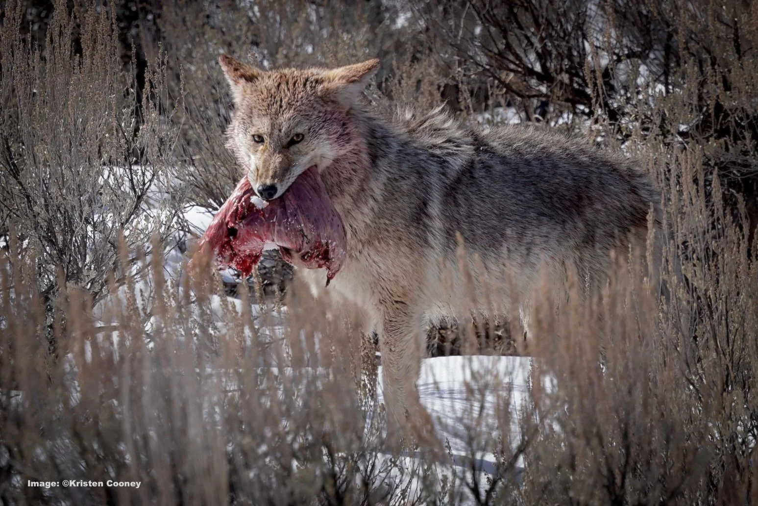 Coyote with meat prize from a recent wolf kill