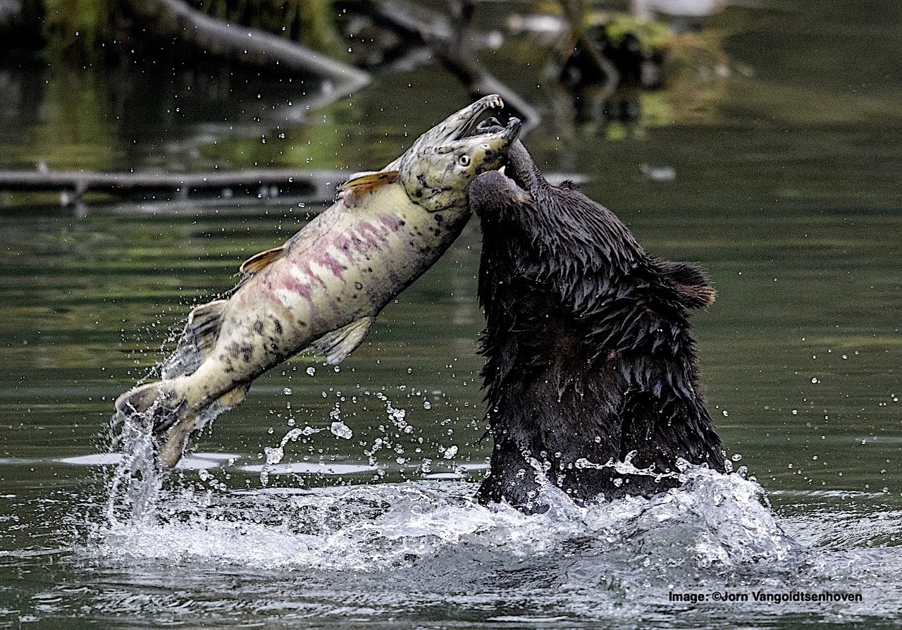 The Best Place to See Fishing Bears Destination Wildlife