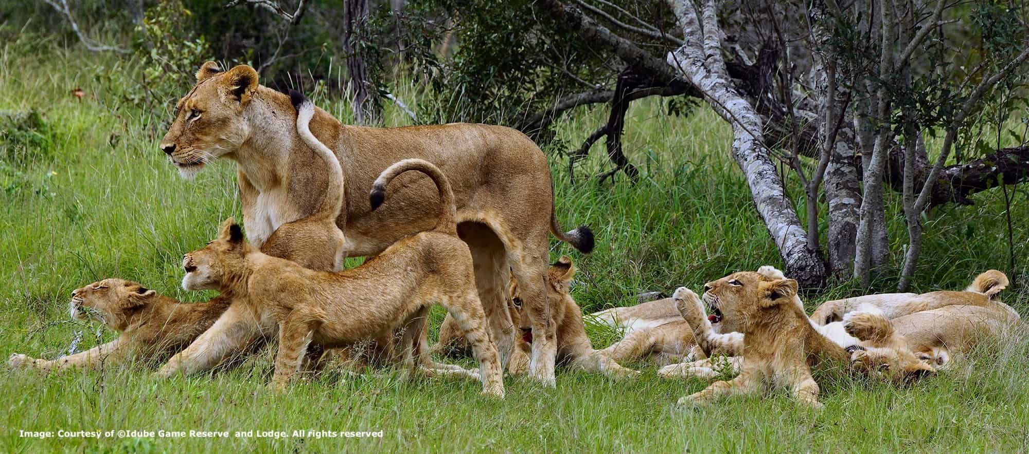 Pride of lions at Idube Game reserve