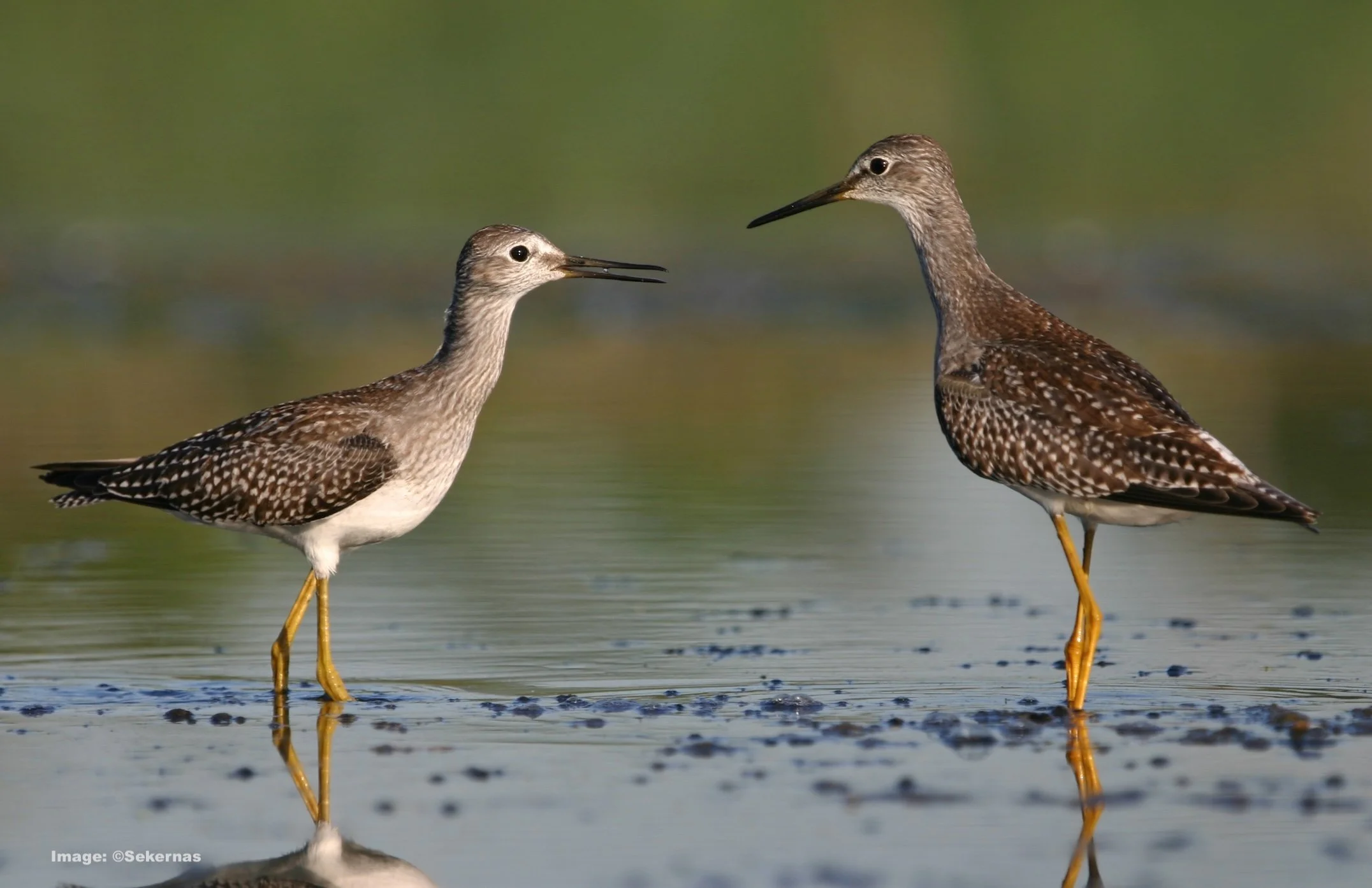 Lesser-yellowleg birds in Jamaica Bay, New York