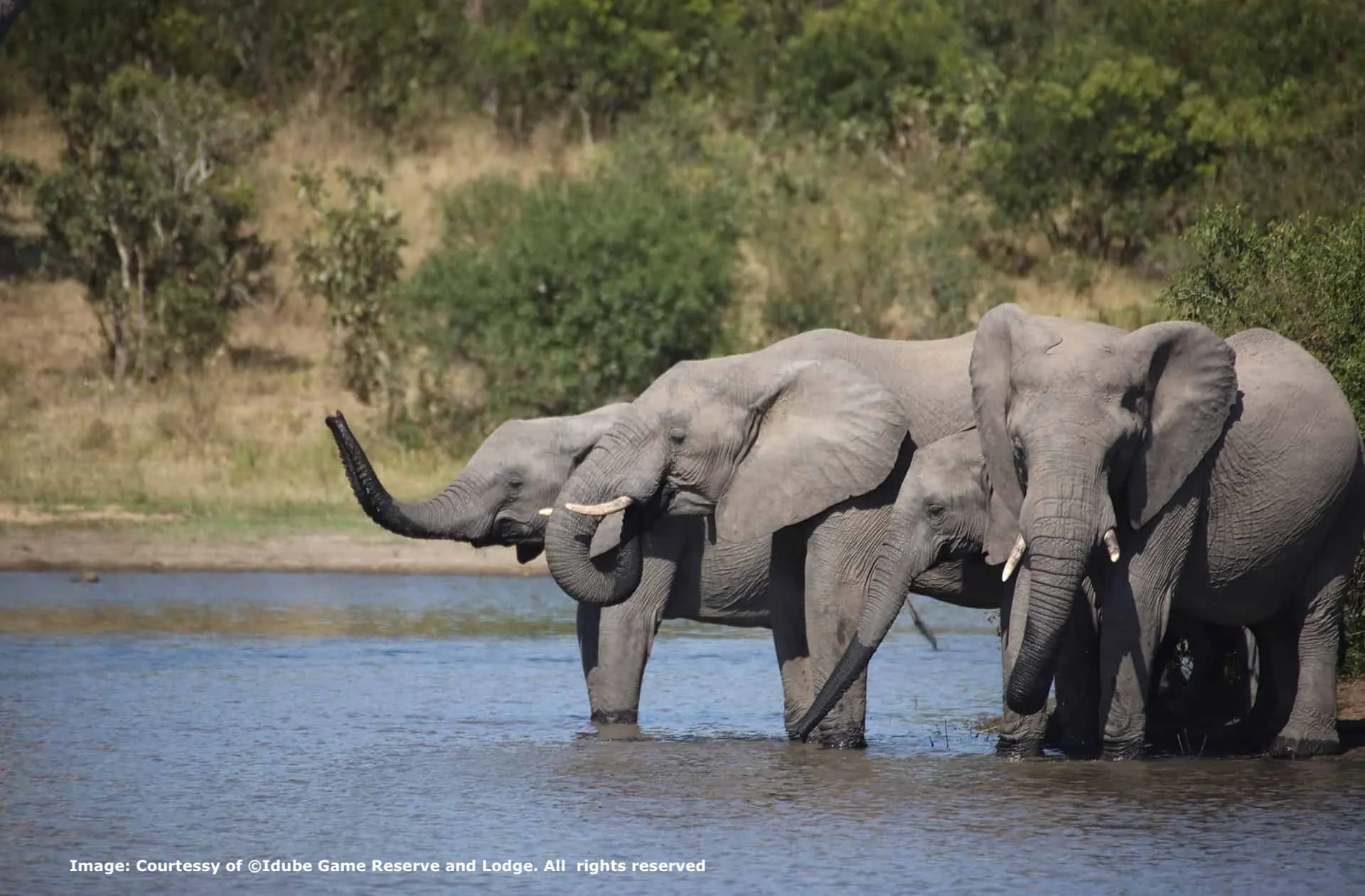 Elephants enjoying the water at Idube game Reserve