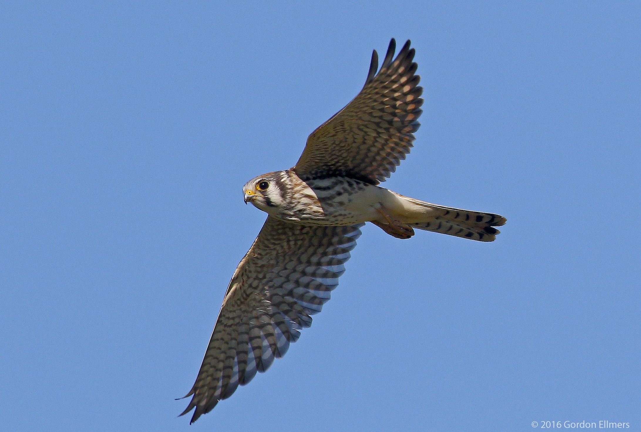 Female American Kestrel hunts the Washingtion County Grasslands, NY