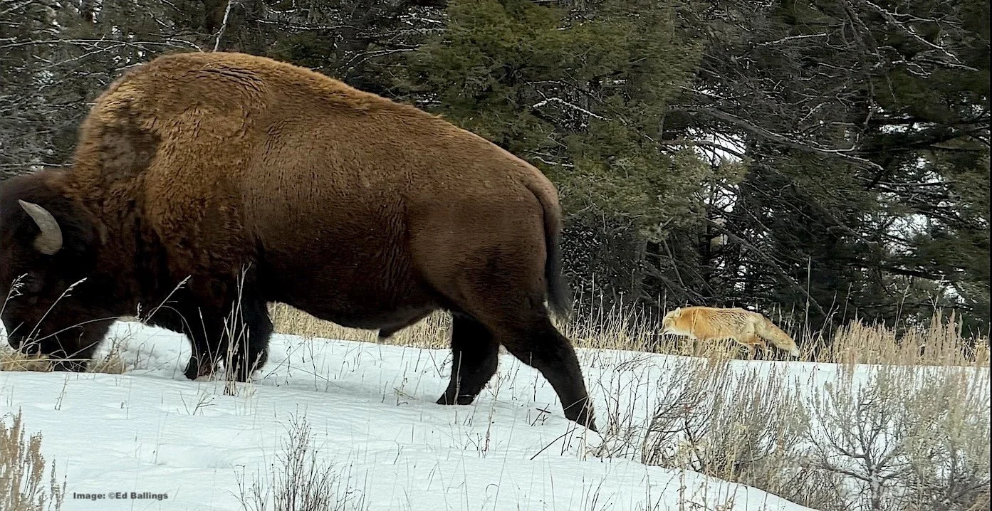 Bull bison and fox walking together