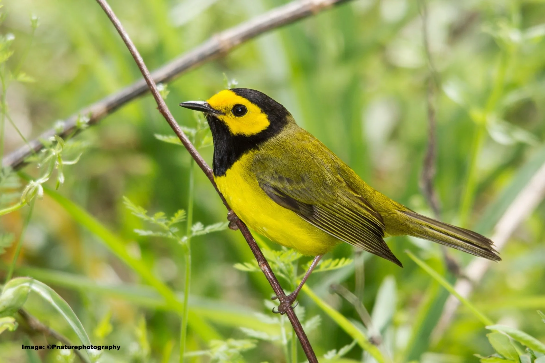Hooded warbler in springtime