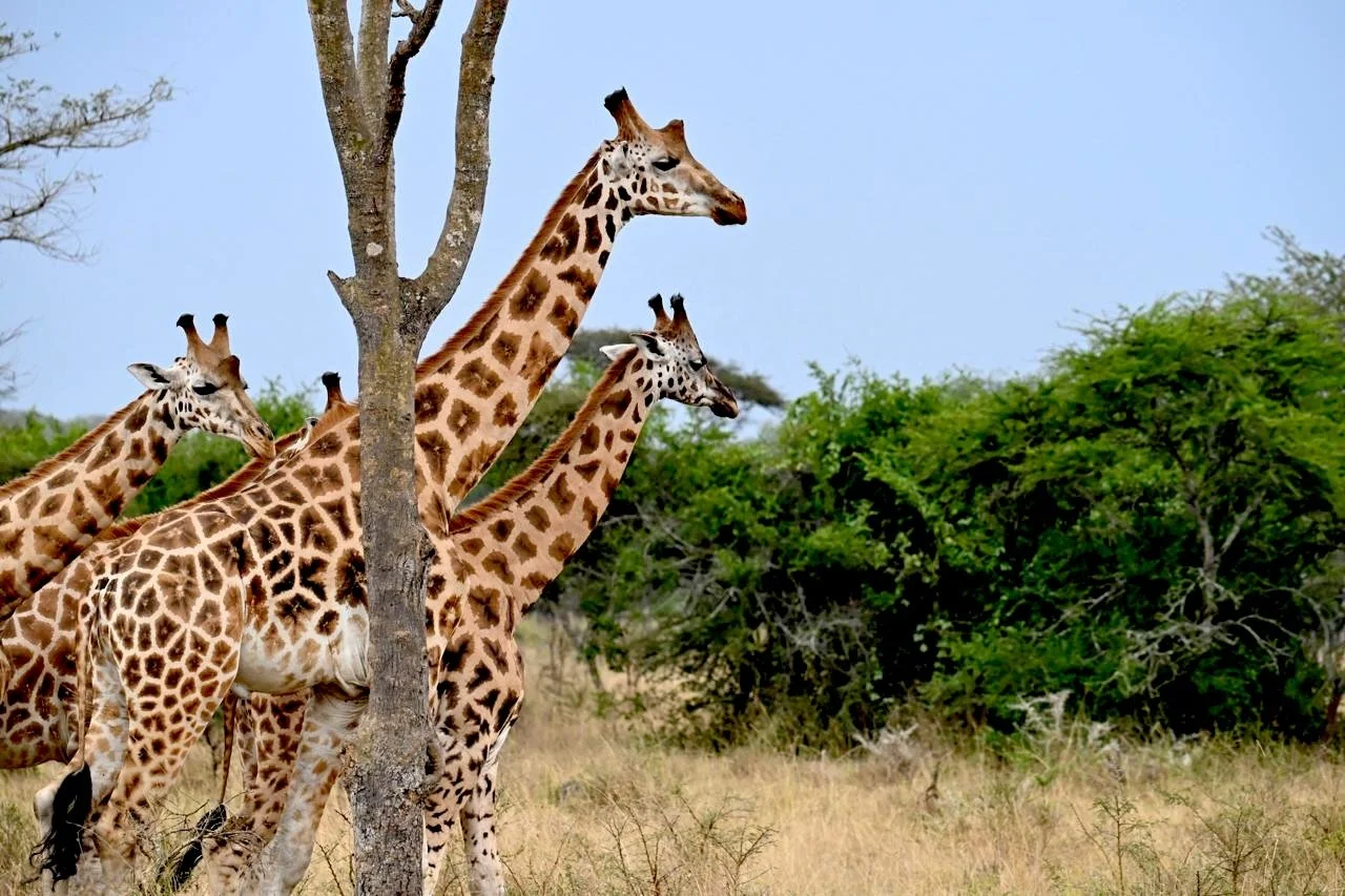 A family of Giraffe at Lake Mburo, Uganda