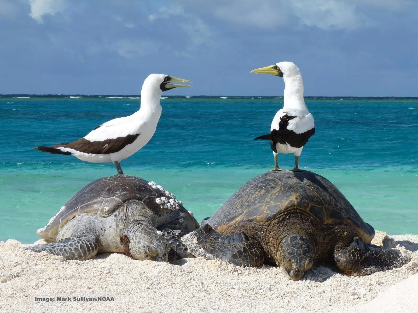 Green Sea Turtles and Masked Boobies on Papahanaumokuakea Marine National Monument.