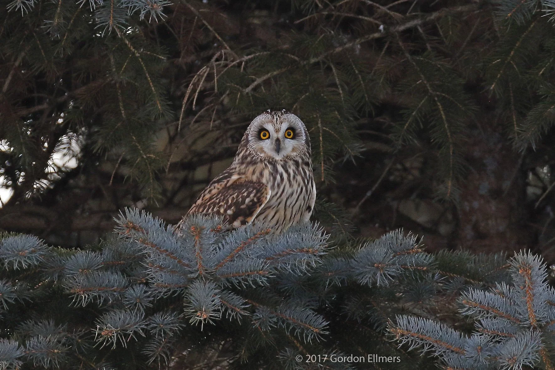 Short-eared owls roost in conifers surrounding grasslands