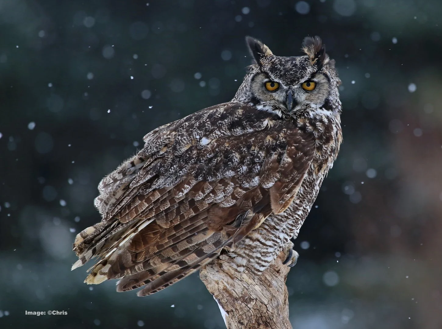 Great Horned Owl looks over its territory as the snow falls at dusk
