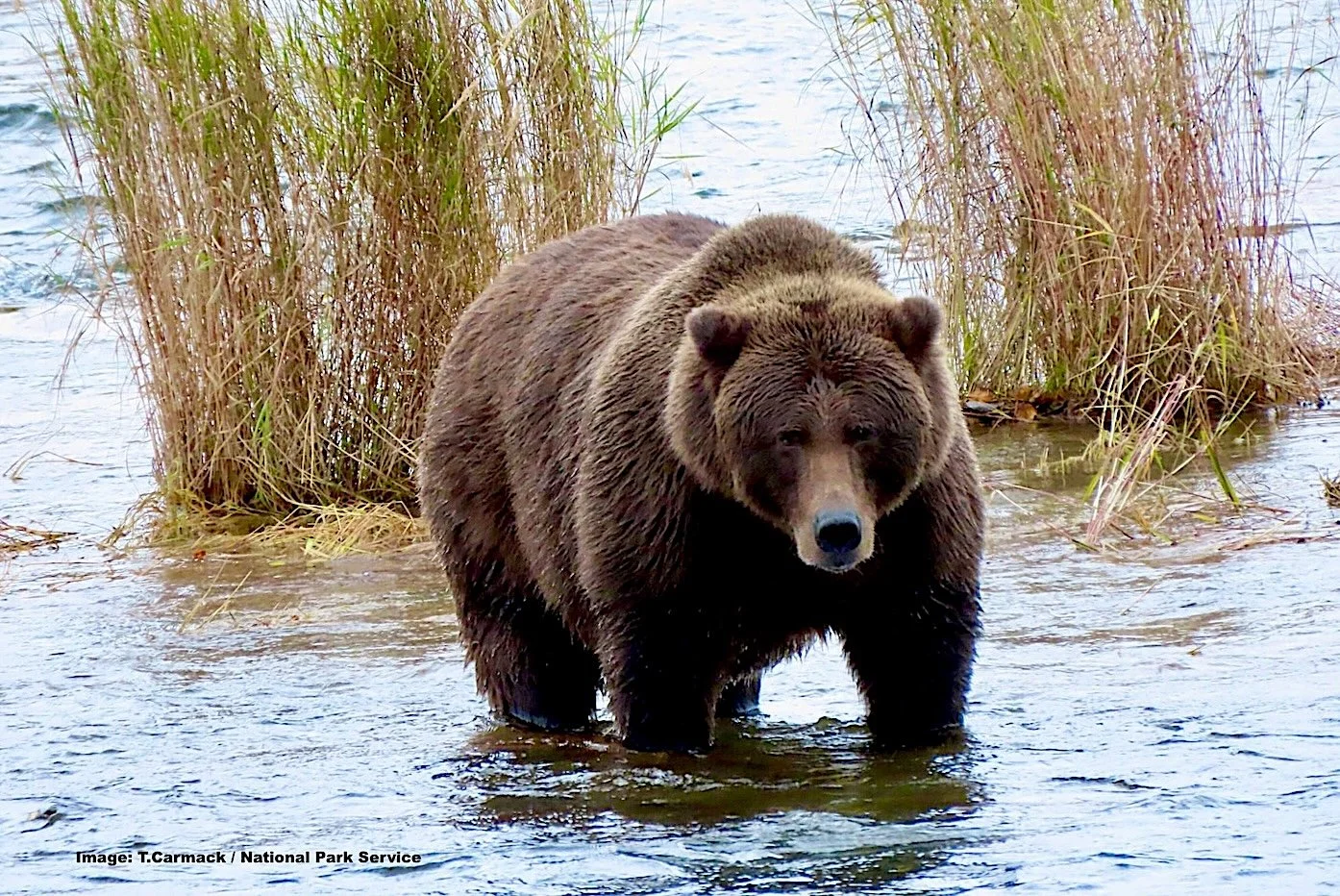 Huge Brown Bear in Katmai, Alaska