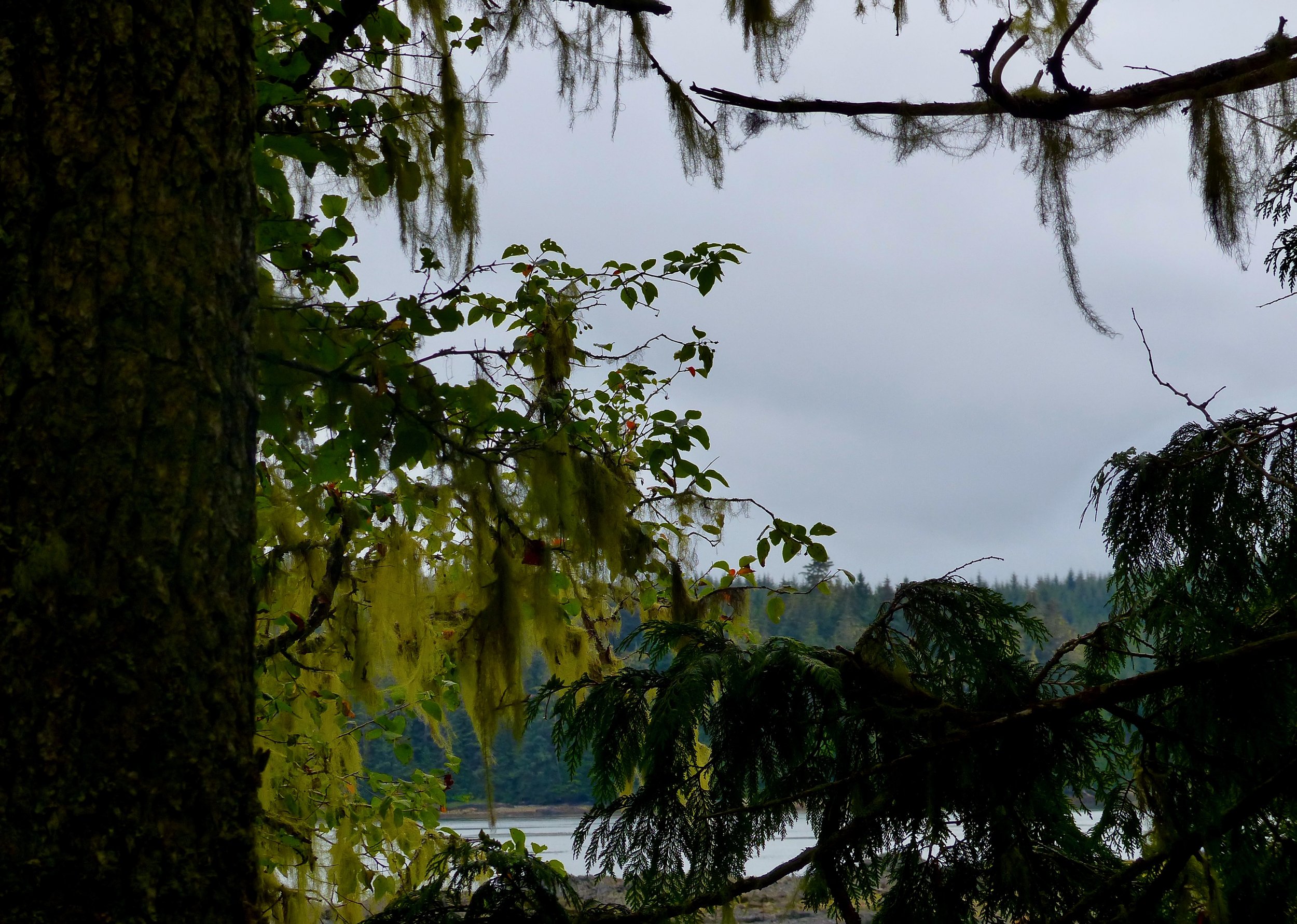 Lush Tongass rainforest frames the view of the inside passage.