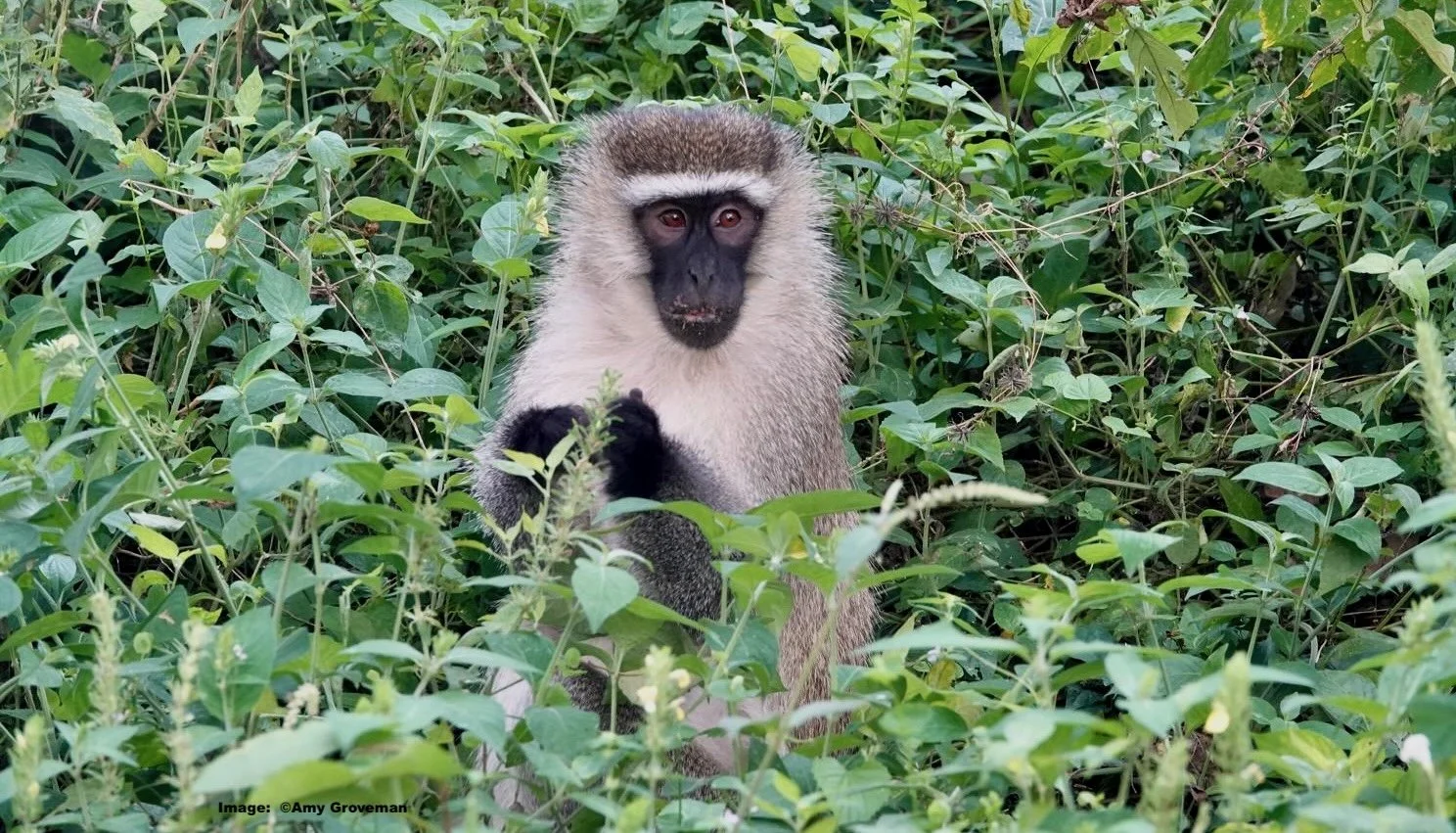 Vervet monkey foraging in the Entebbe Botanical Gardens in Uganda