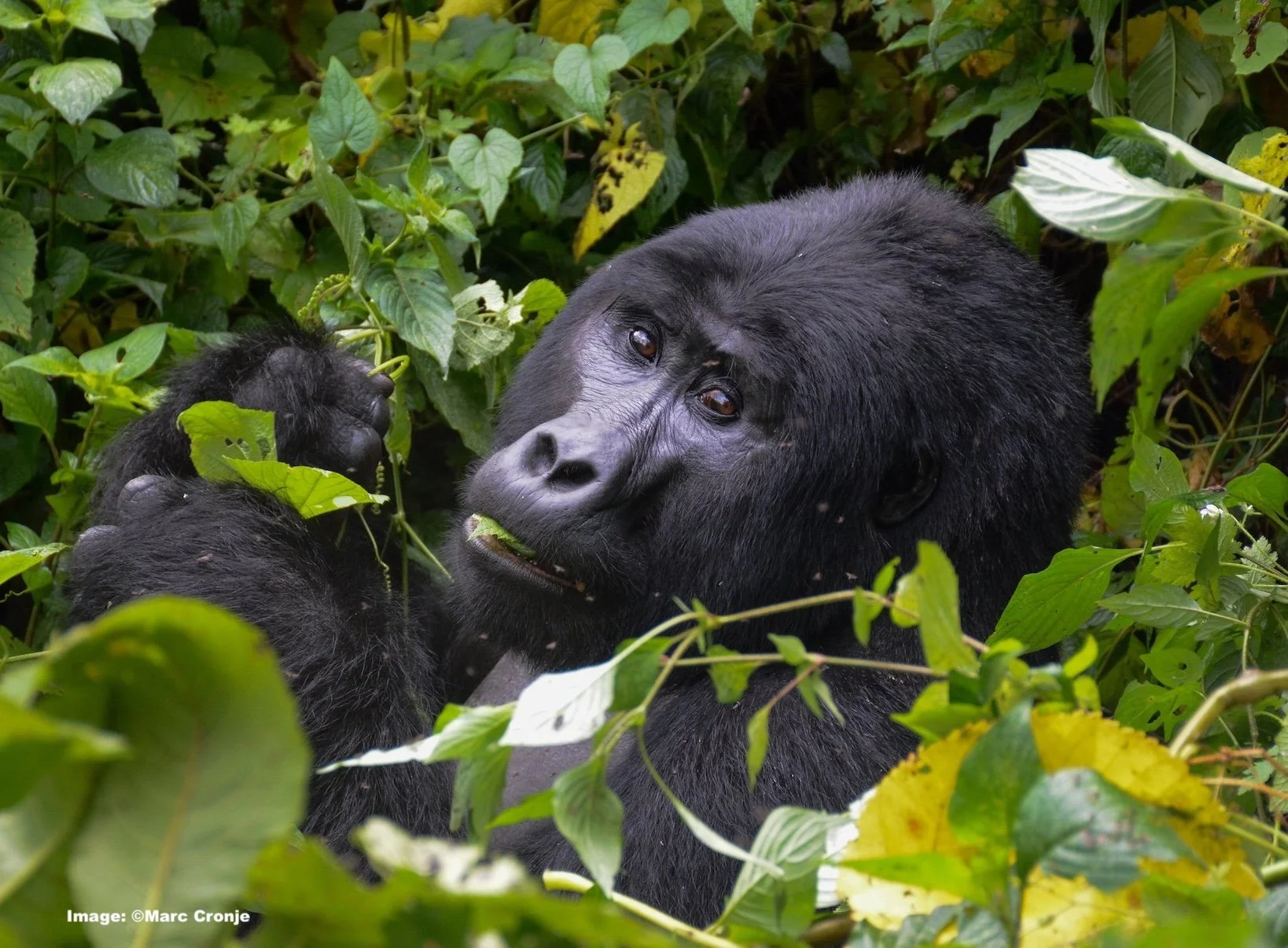 Mountain Gorilla takes a rest in Bwindi Impenetrable Forest