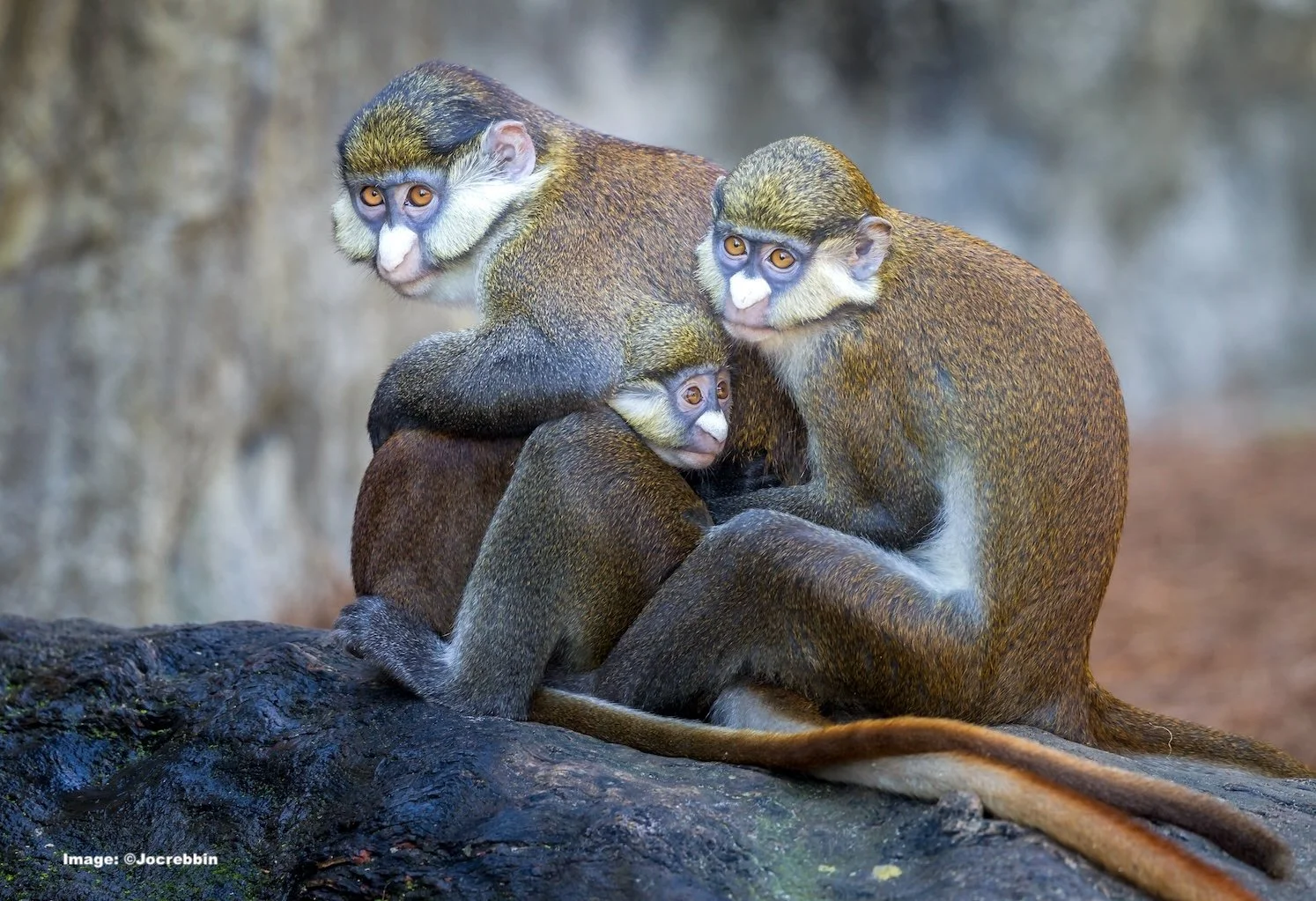Three Red-tailed Guenon Monkeys together