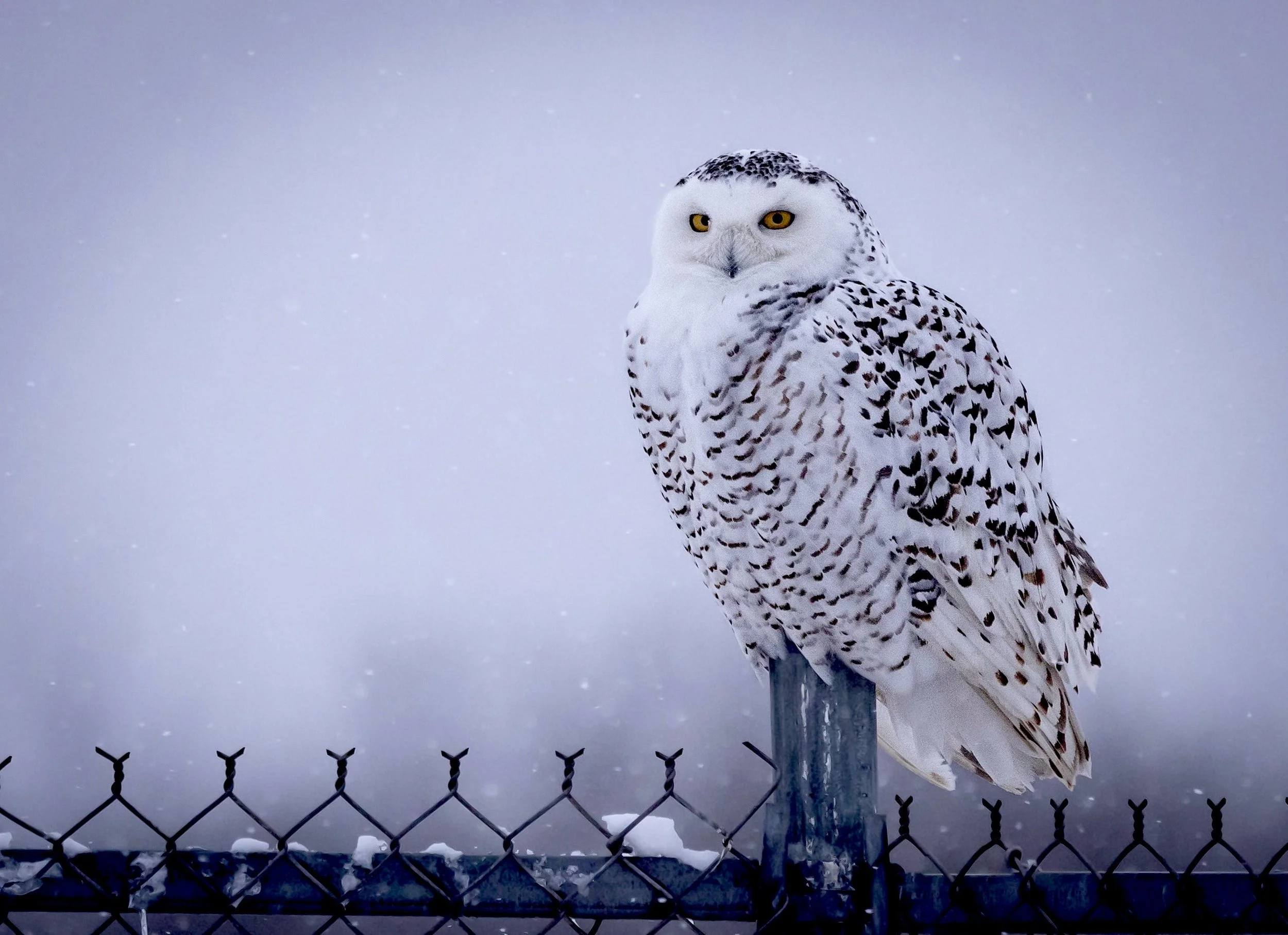 Snowy owl on a fence post near the industrial part of town. Minnesota