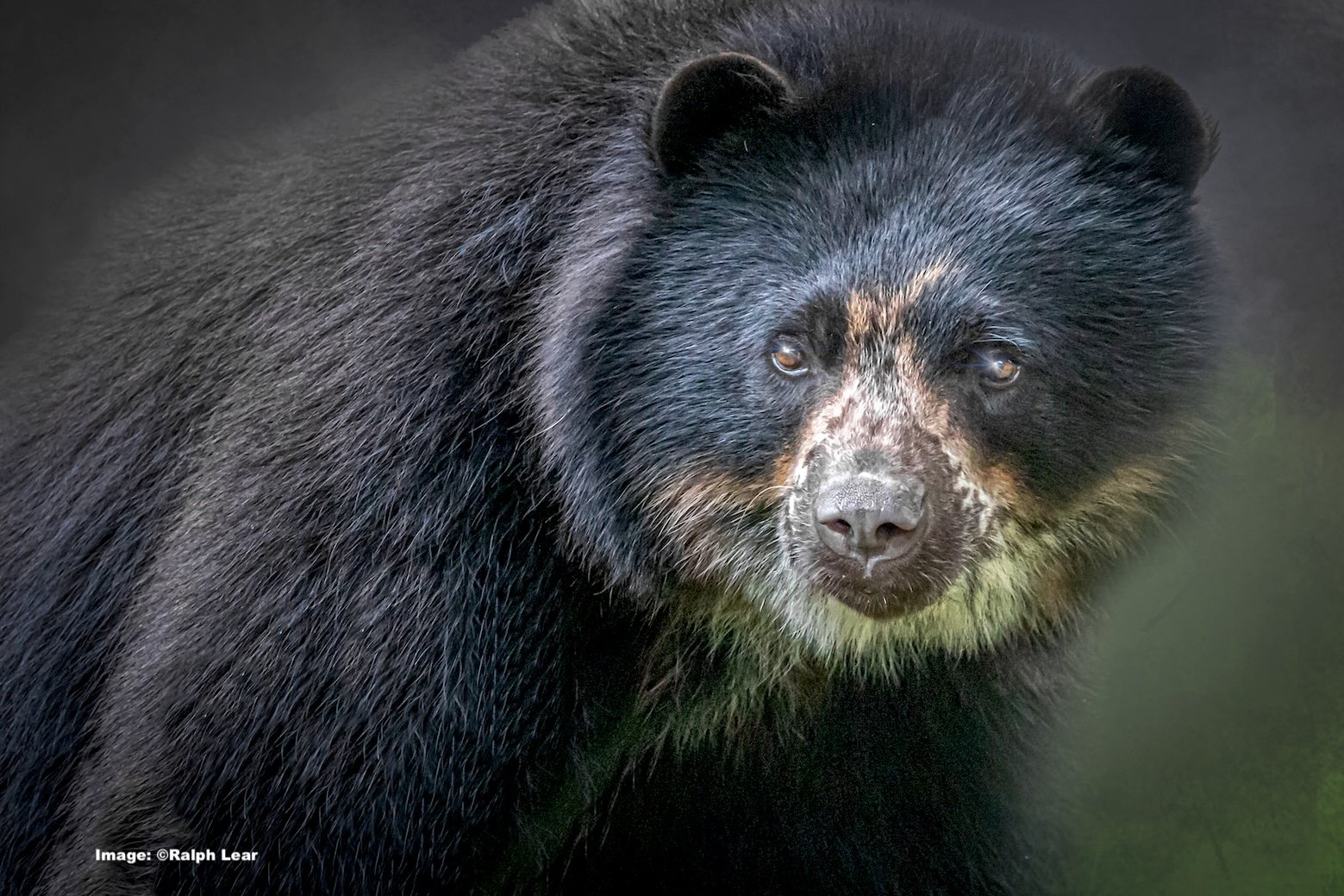 Ralph Lear. Bear.Andean.dt.jpg