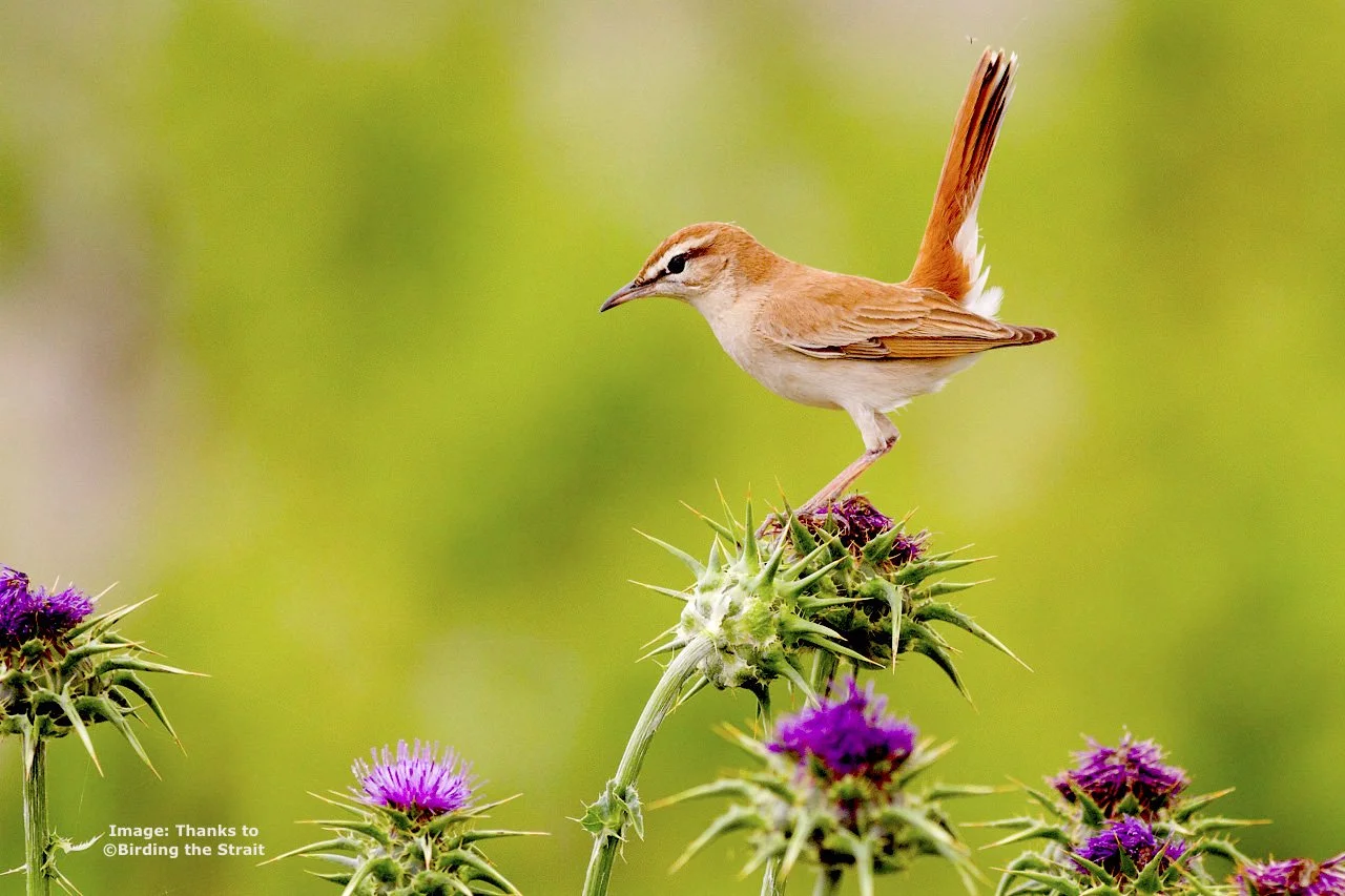 Rufus-tailed scrub robin in Spain