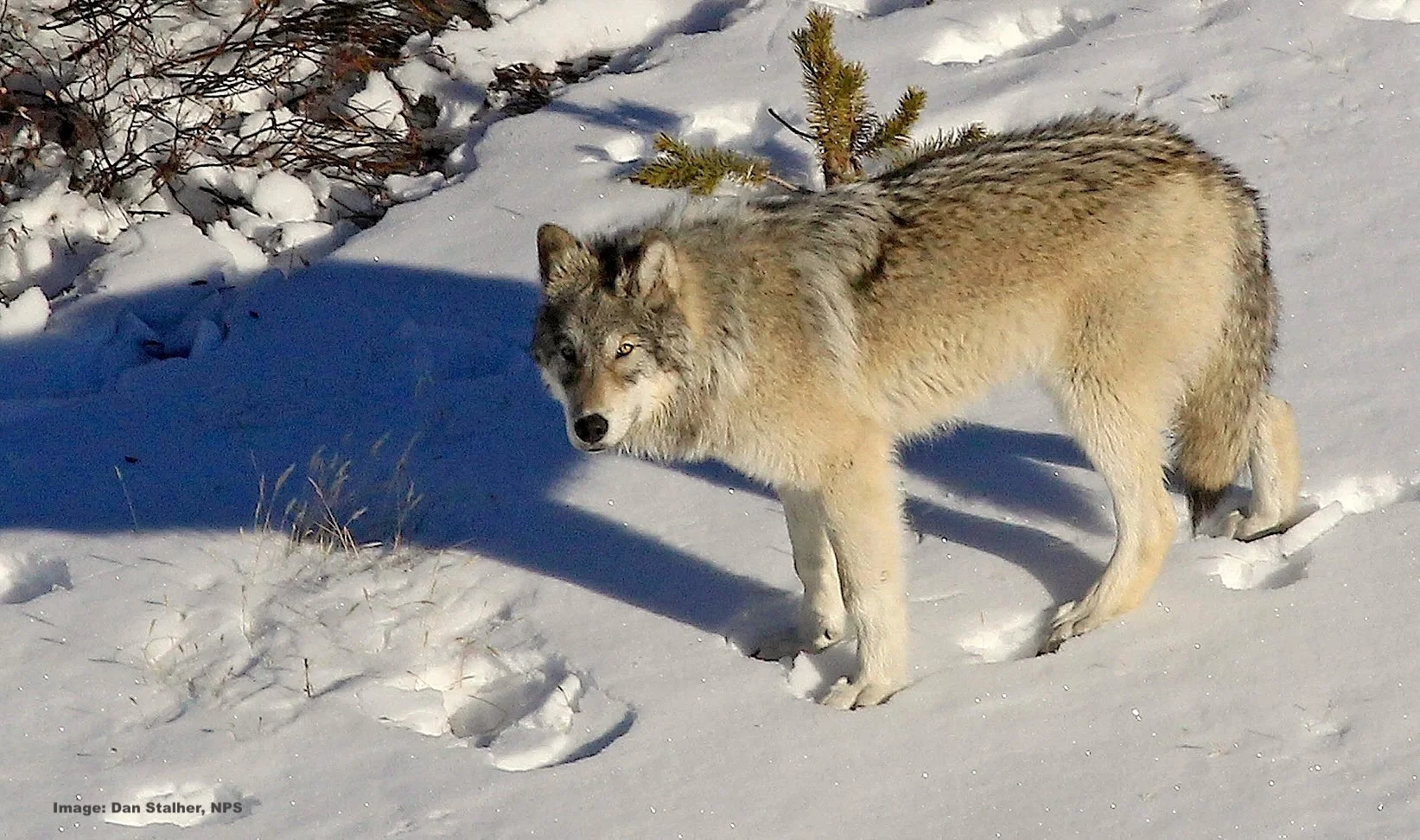 Yellowstone wolf in the snow looking up