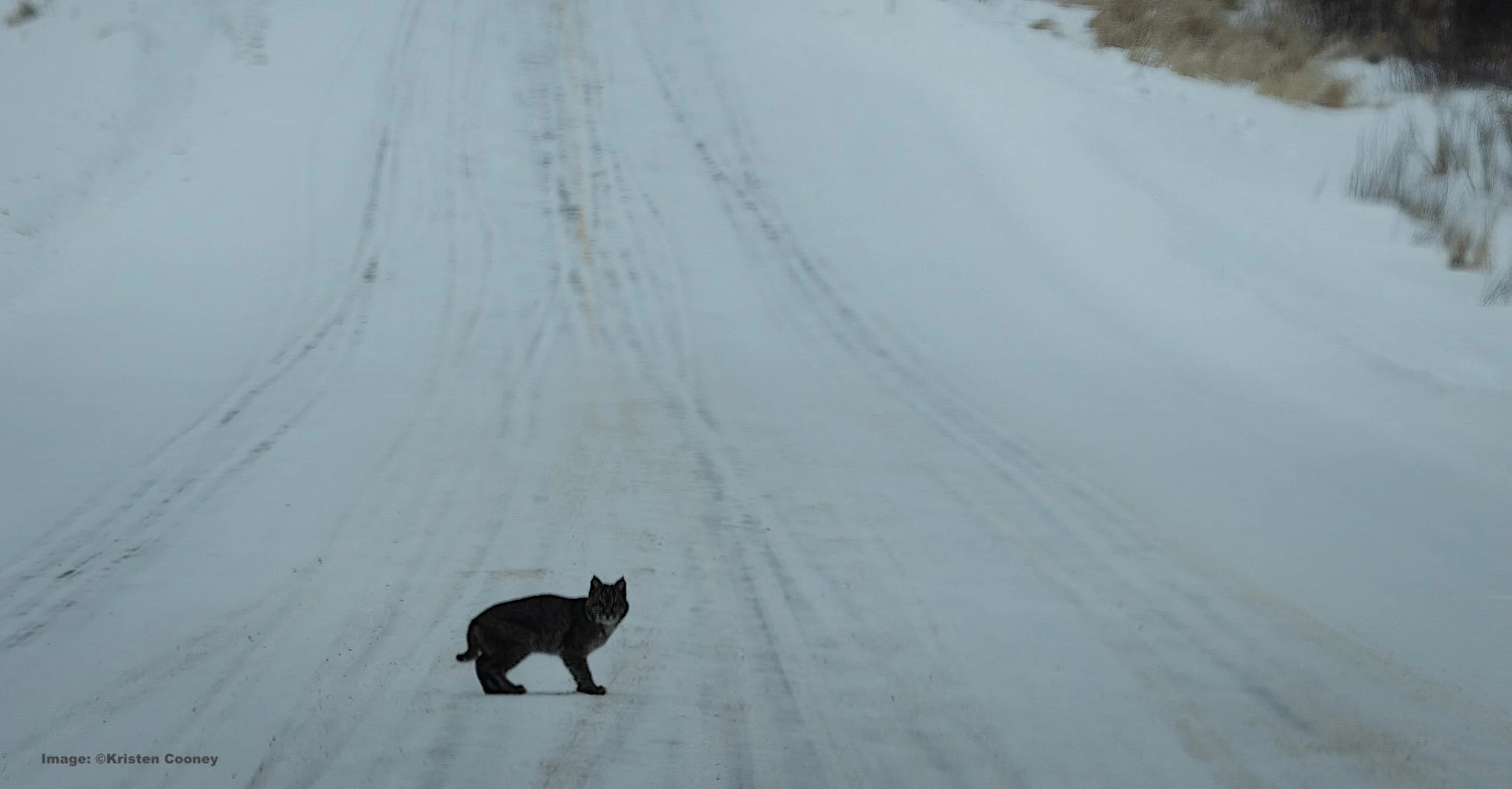 Bob cat crosses the road, image through the car window