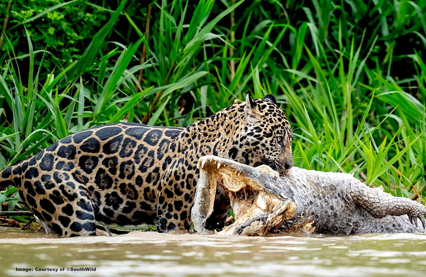 Jaguar and caiman battle for life in Matao Grosso, Brazil