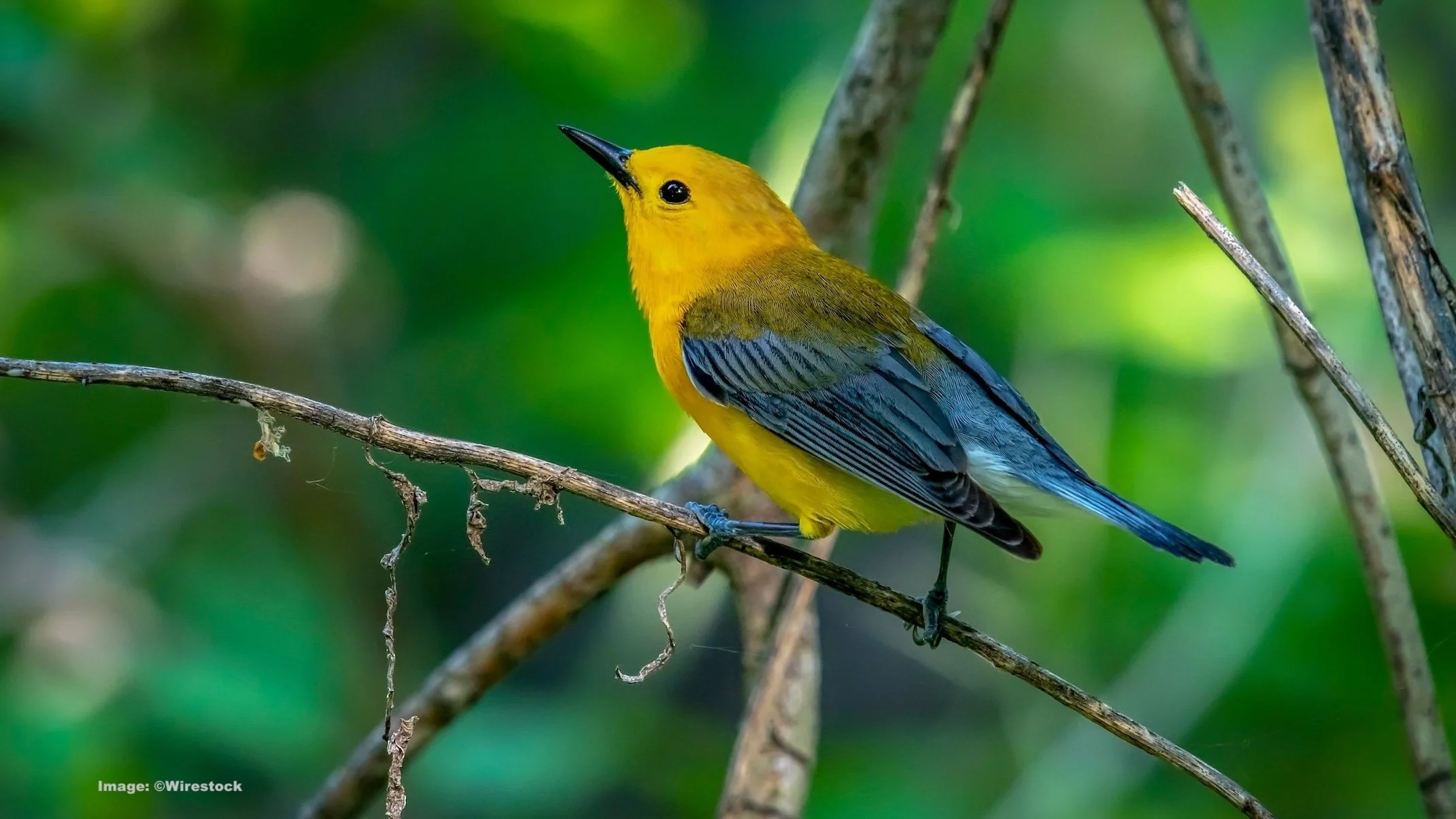 The Prothonotary Warbler, a visitor to Central Park, NY