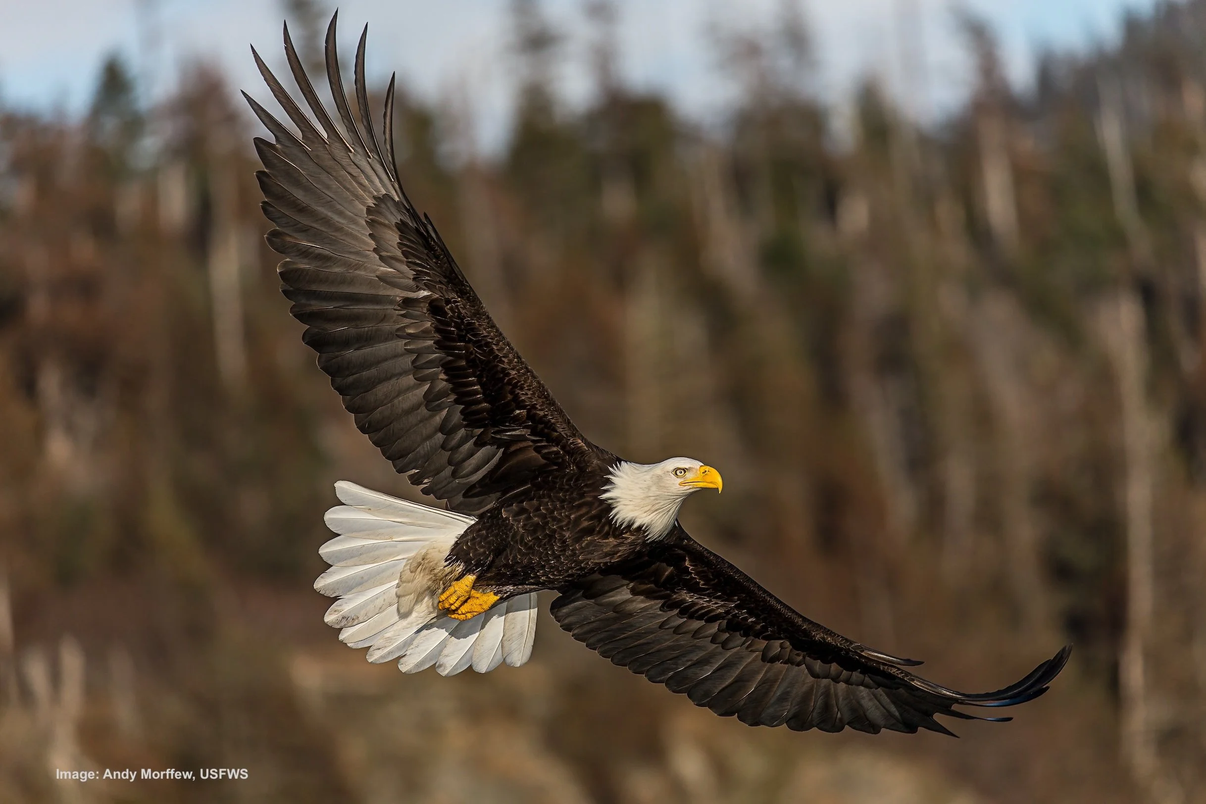 Magnificant bald eagle with widespread wings in flight