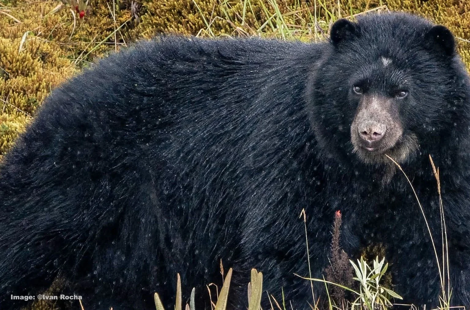 Endangered Andean Bear in Colombia