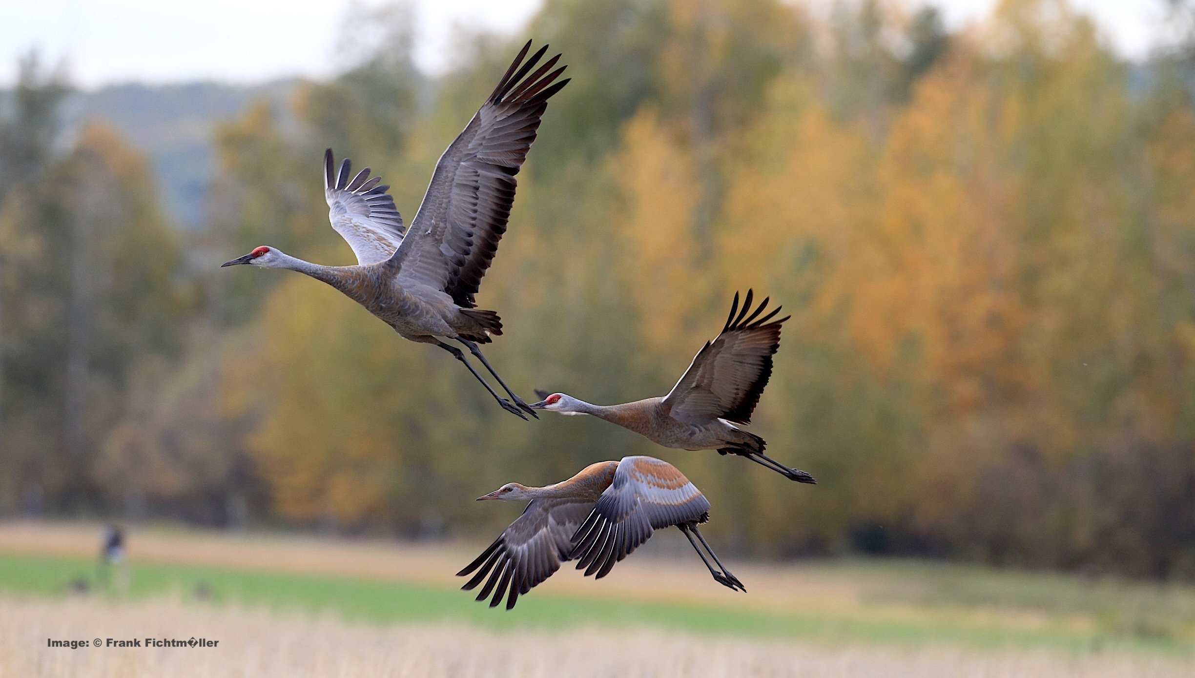 Sandhill cranes taking off in flight in Alaska